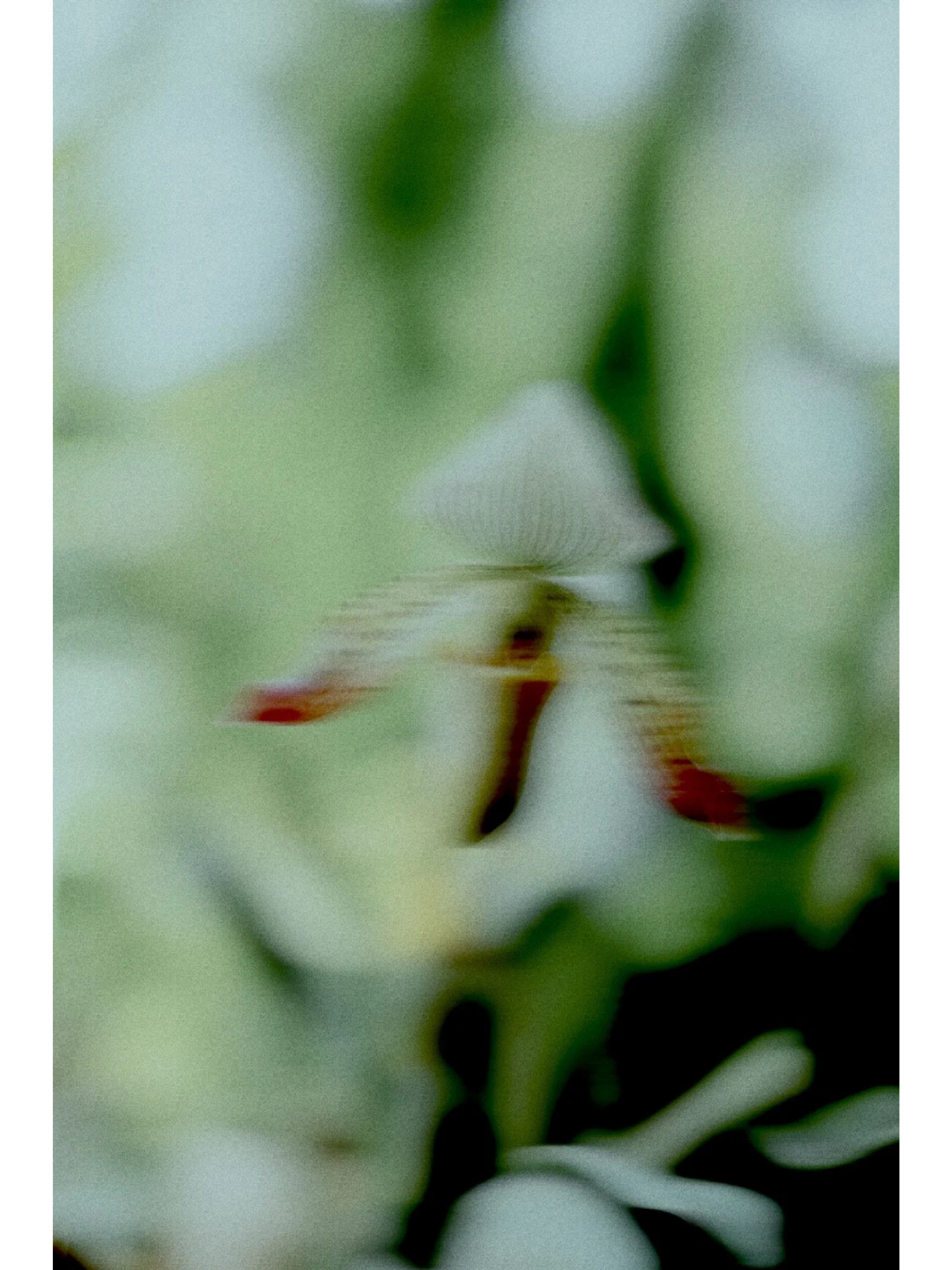 Orchid
