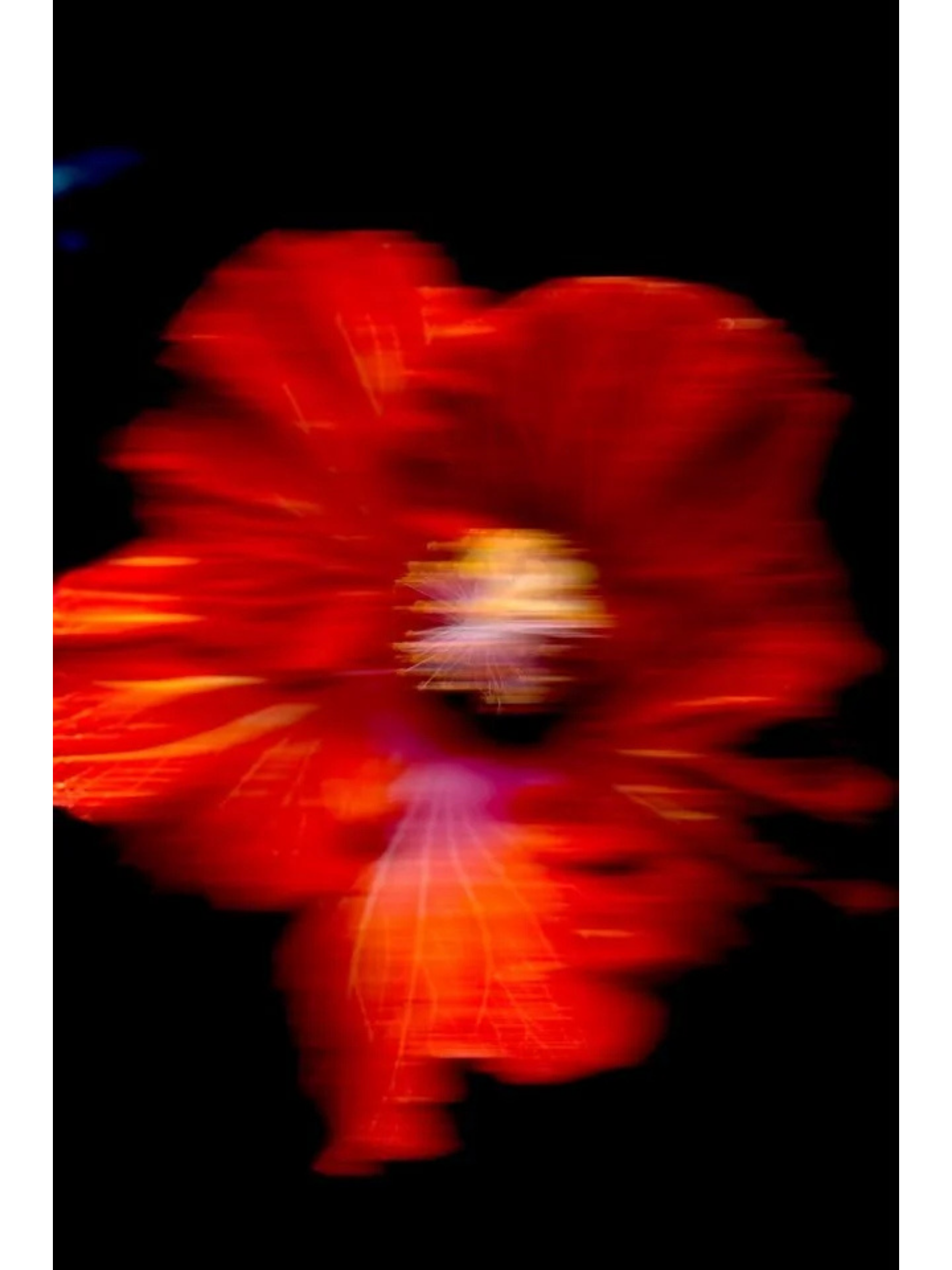 Hibiscus