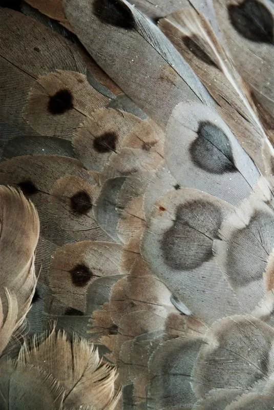 Close-up of various bird feathers, including some with eye-like patterns.
