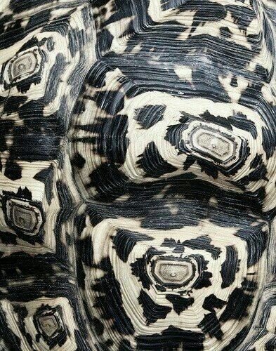 Close-up of a patterned fabric or material with black and white geometric designs.