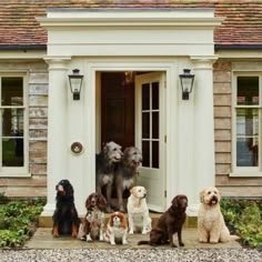 Seven dogs of various breeds sitting outside a house with a white porch and front door.