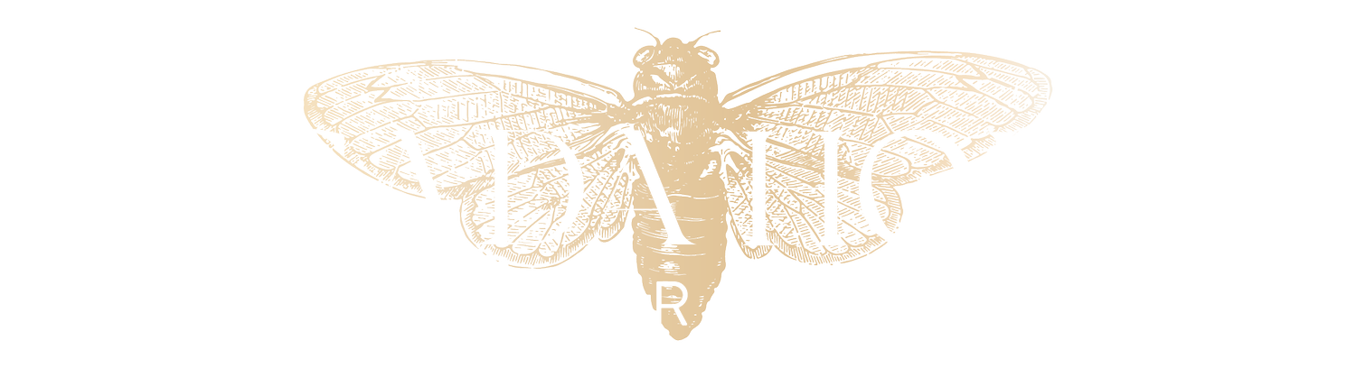 Cicada House Interiors