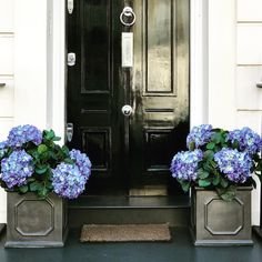 Front door with two planters of purple hydrangeas on either side