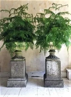 Two large potted green plants on stone pedestals against a plain wall.