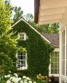 A house covered in green ivy with white-framed windows, surrounded by trees and plants.