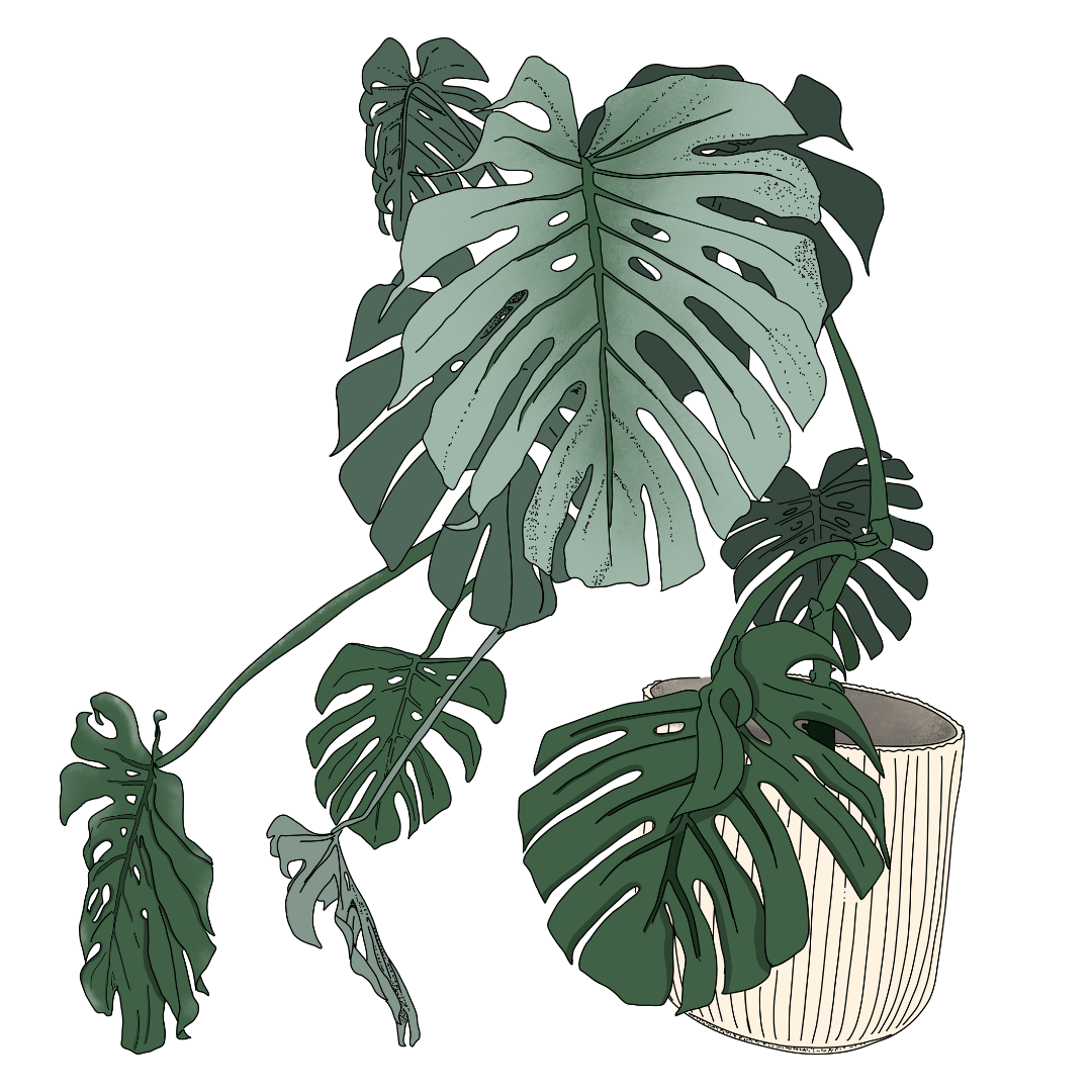Hand-drawn illustration of a monstera plant in a pot by Jade Amalos