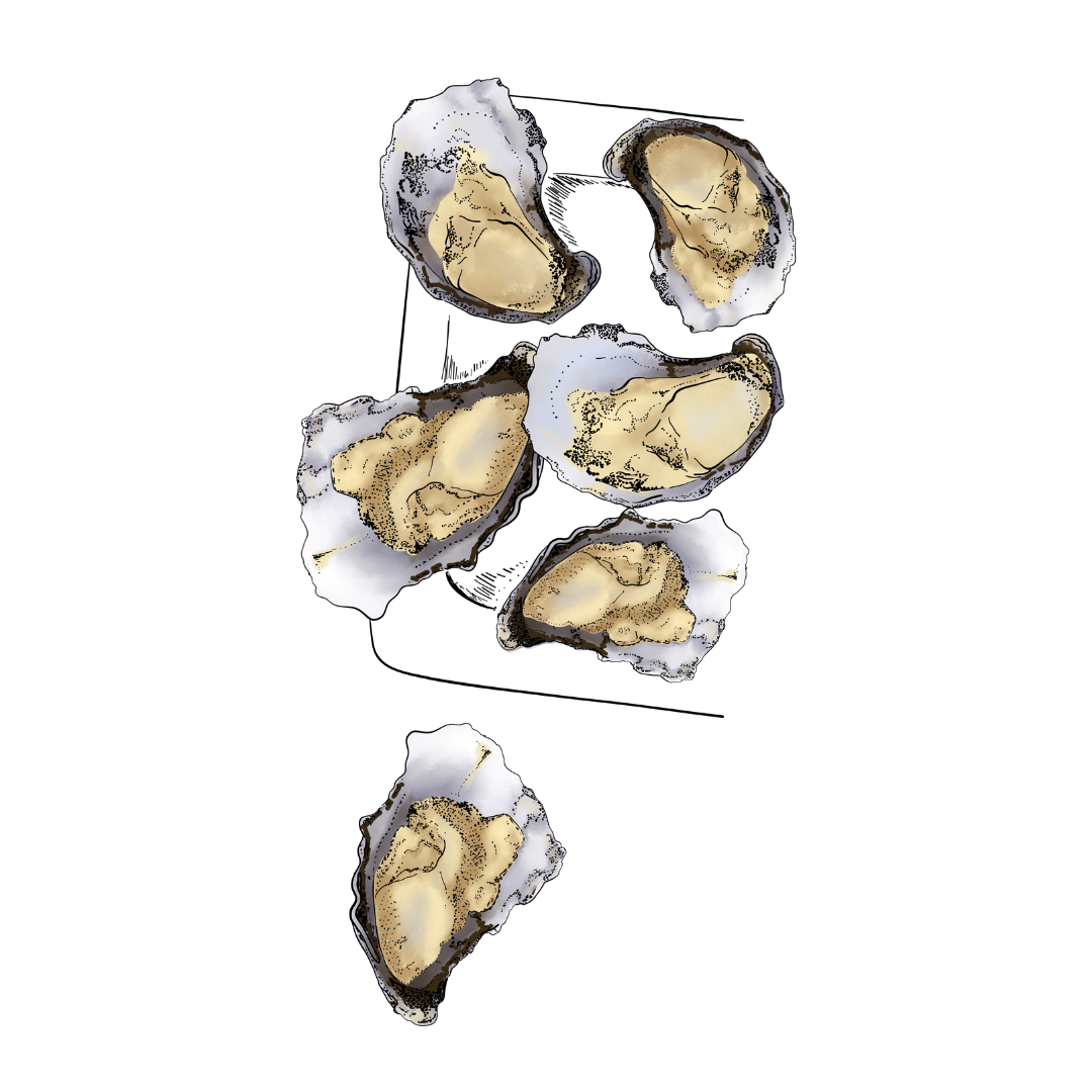 Hand-drawn illustration of freshly shucked oysters by Jade Amalos
