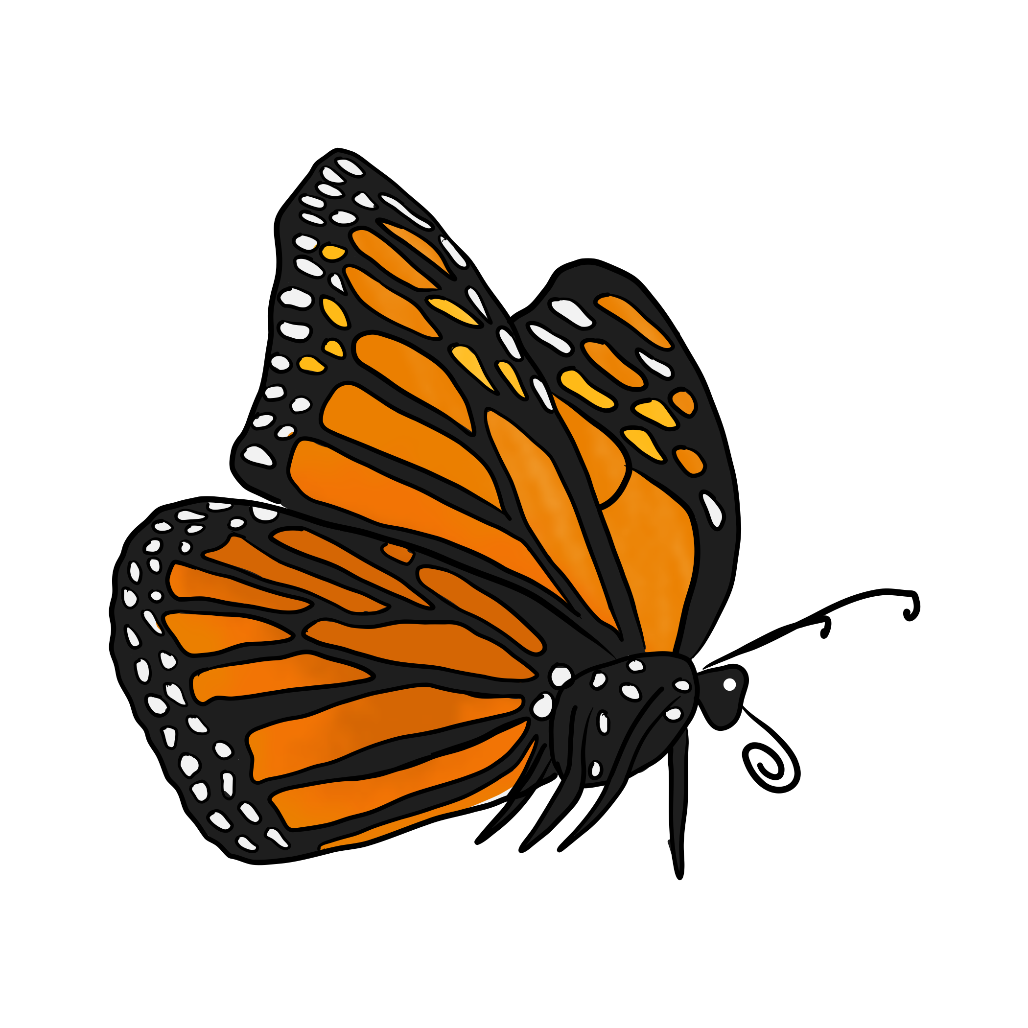 Close-up illustration of a monarch butterfly wing with orange, black, and white pattern against a black background.