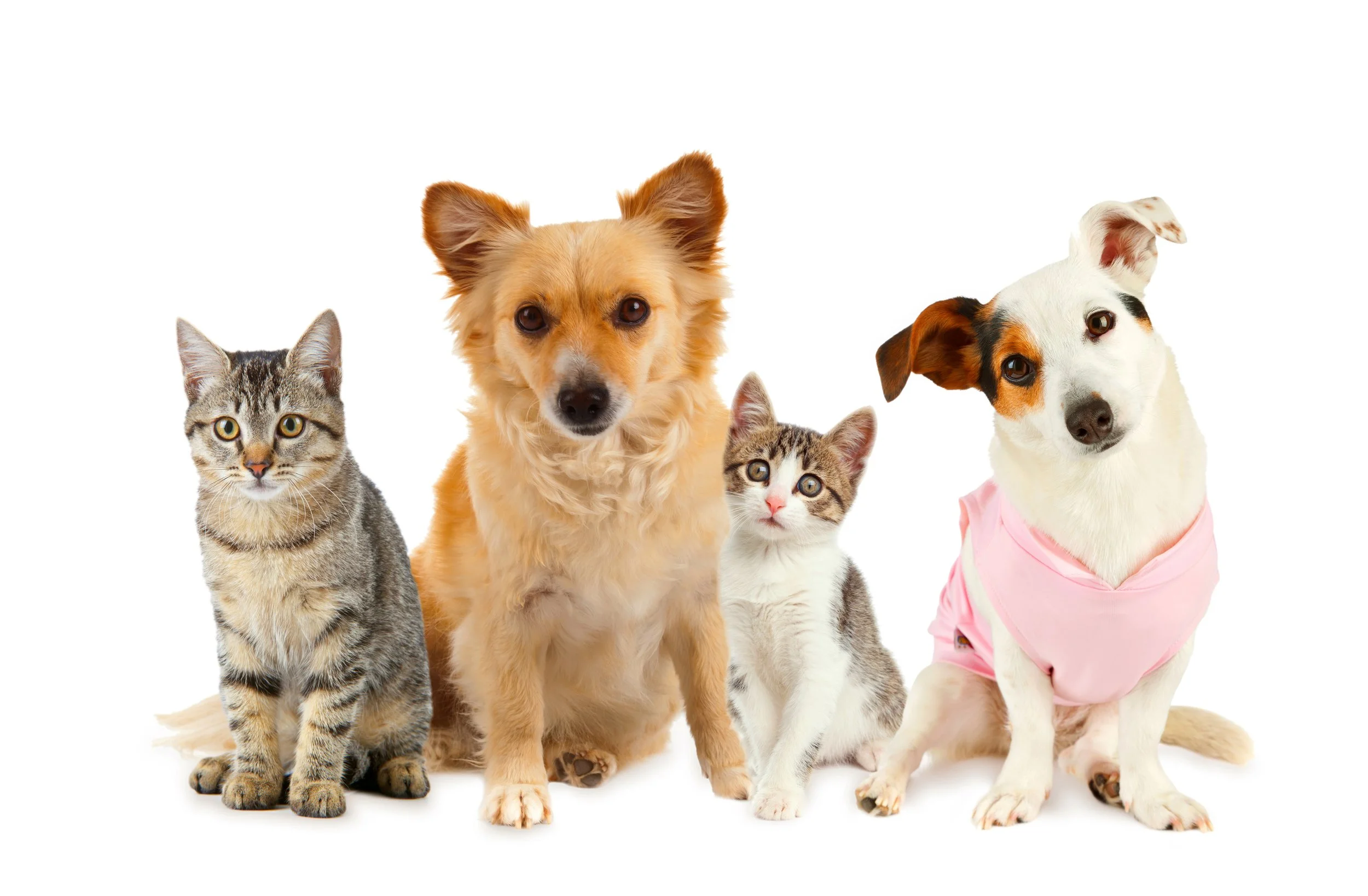 BLESSING OF THE ANIMALS 🐾