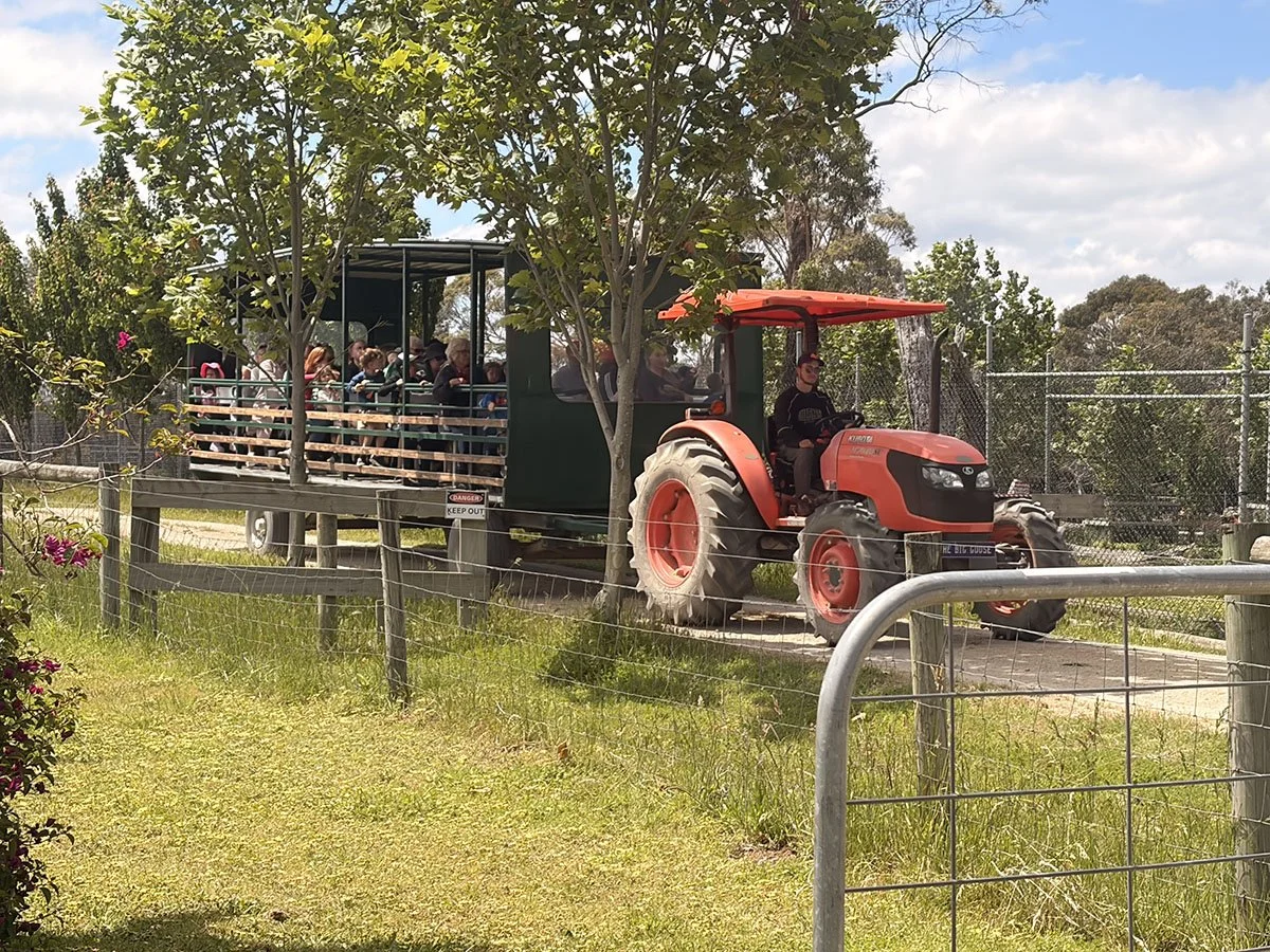 A tractor pulling an open-air tram with people seated inside, passing through a fenced area with trees and greenery on a partly cloudy day.