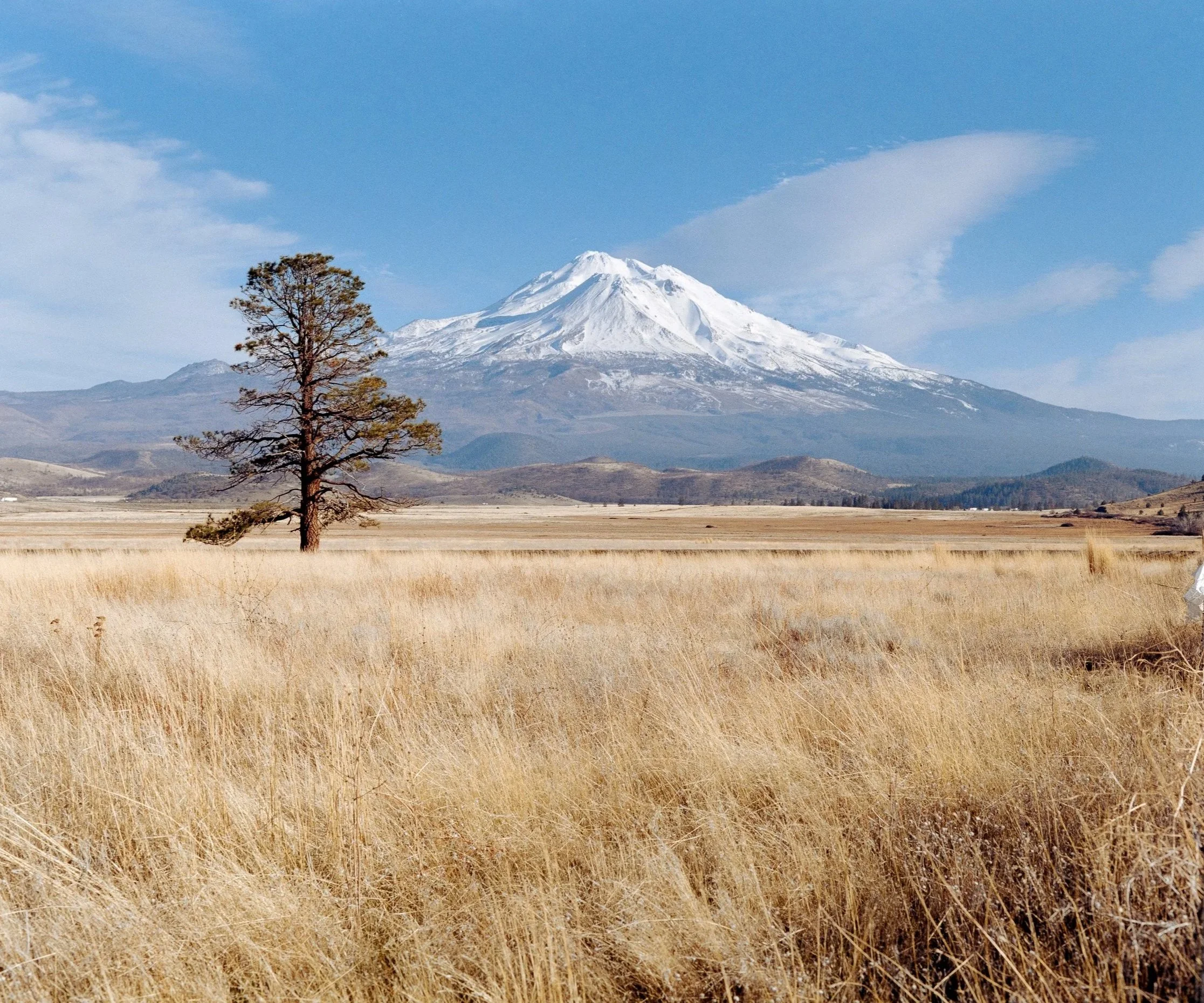 A snow-capped mountain in the background with a solitary tree in a dry, grassy field in the foreground.