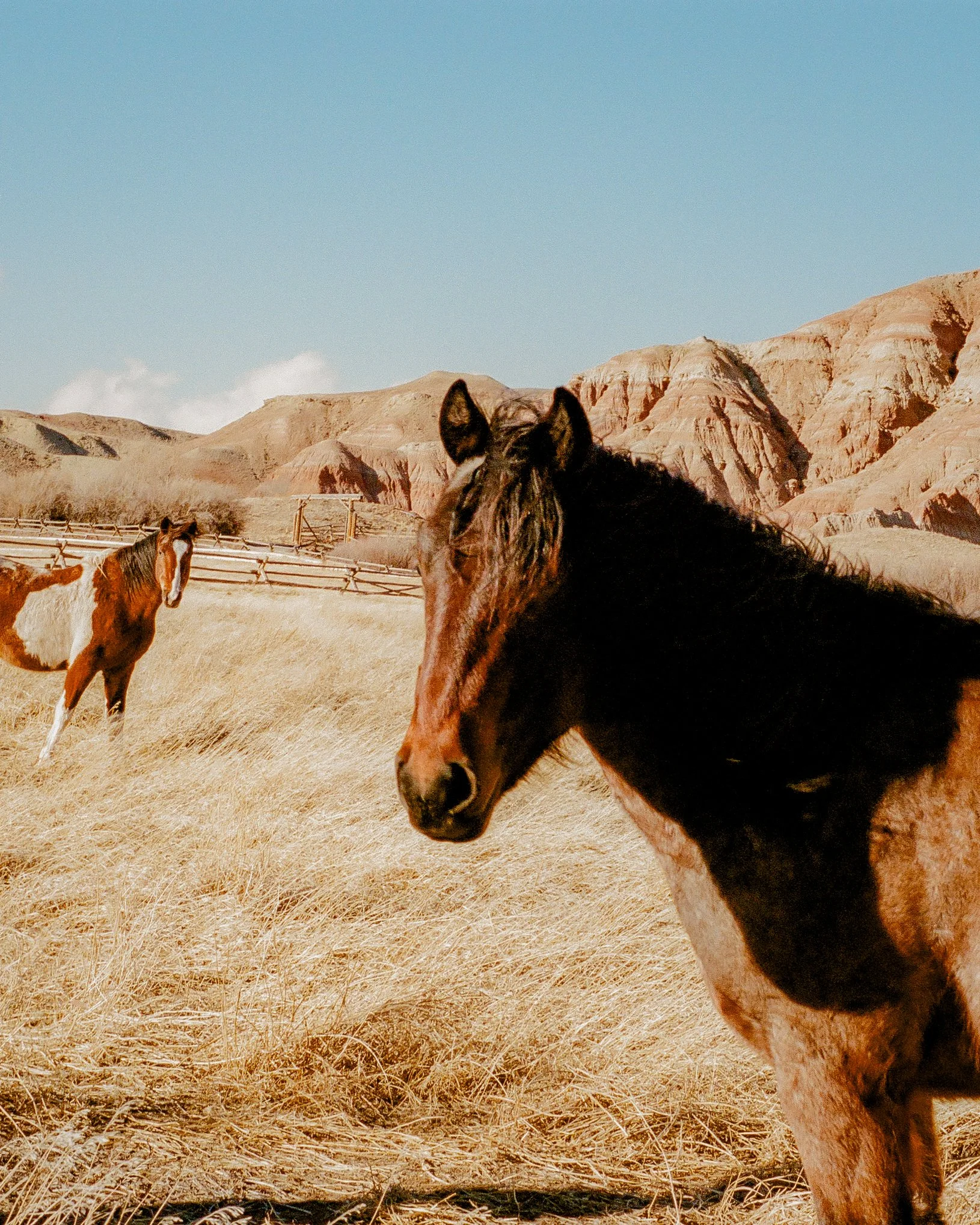 Several horses grazing on dry grass with desert mountains in the background under a clear blue sky.