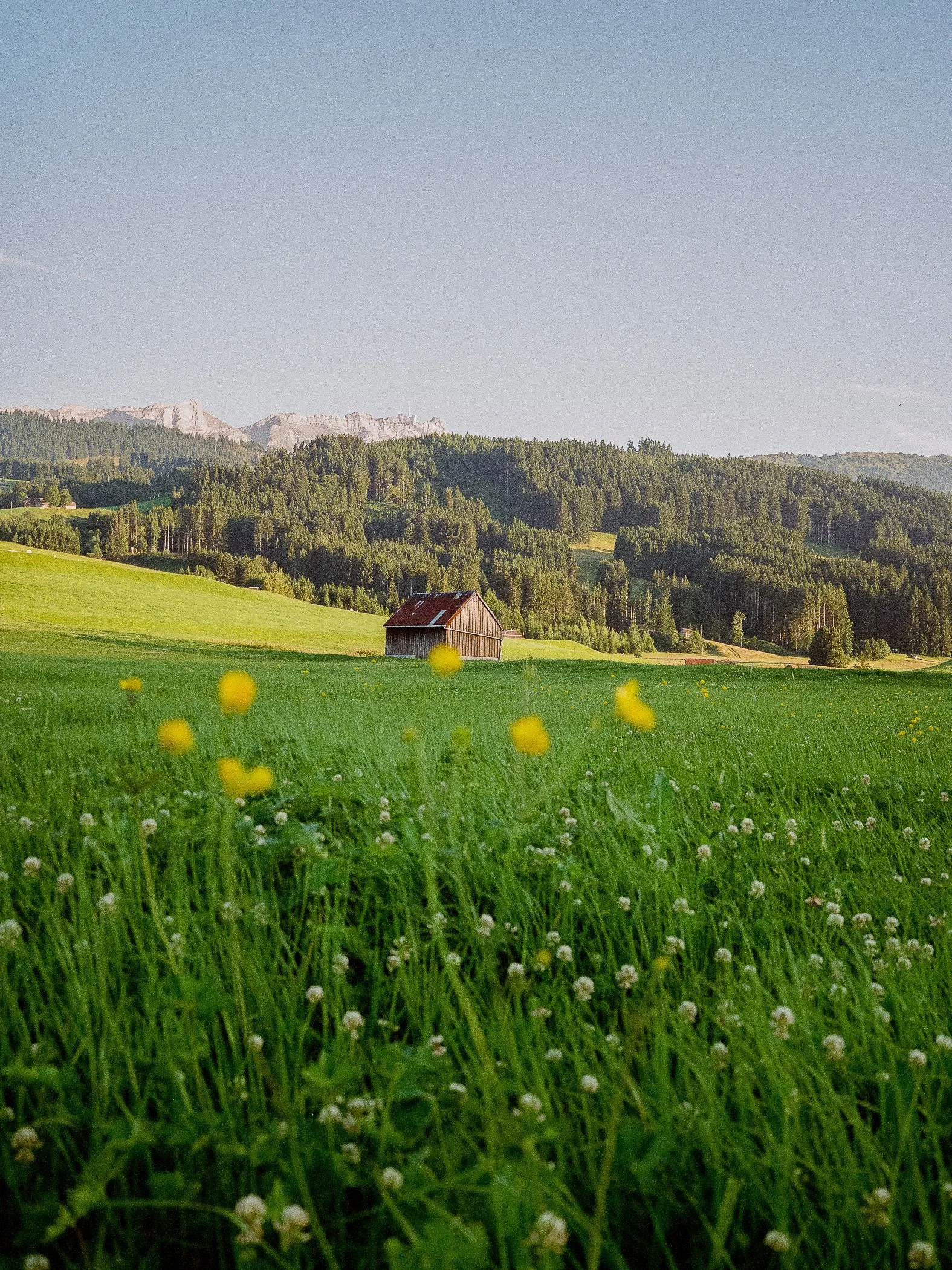 A serene rural landscape with a green meadow, yellow flowers, a small wooden barn, dense forest, and mountains in the background under a clear blue sky.