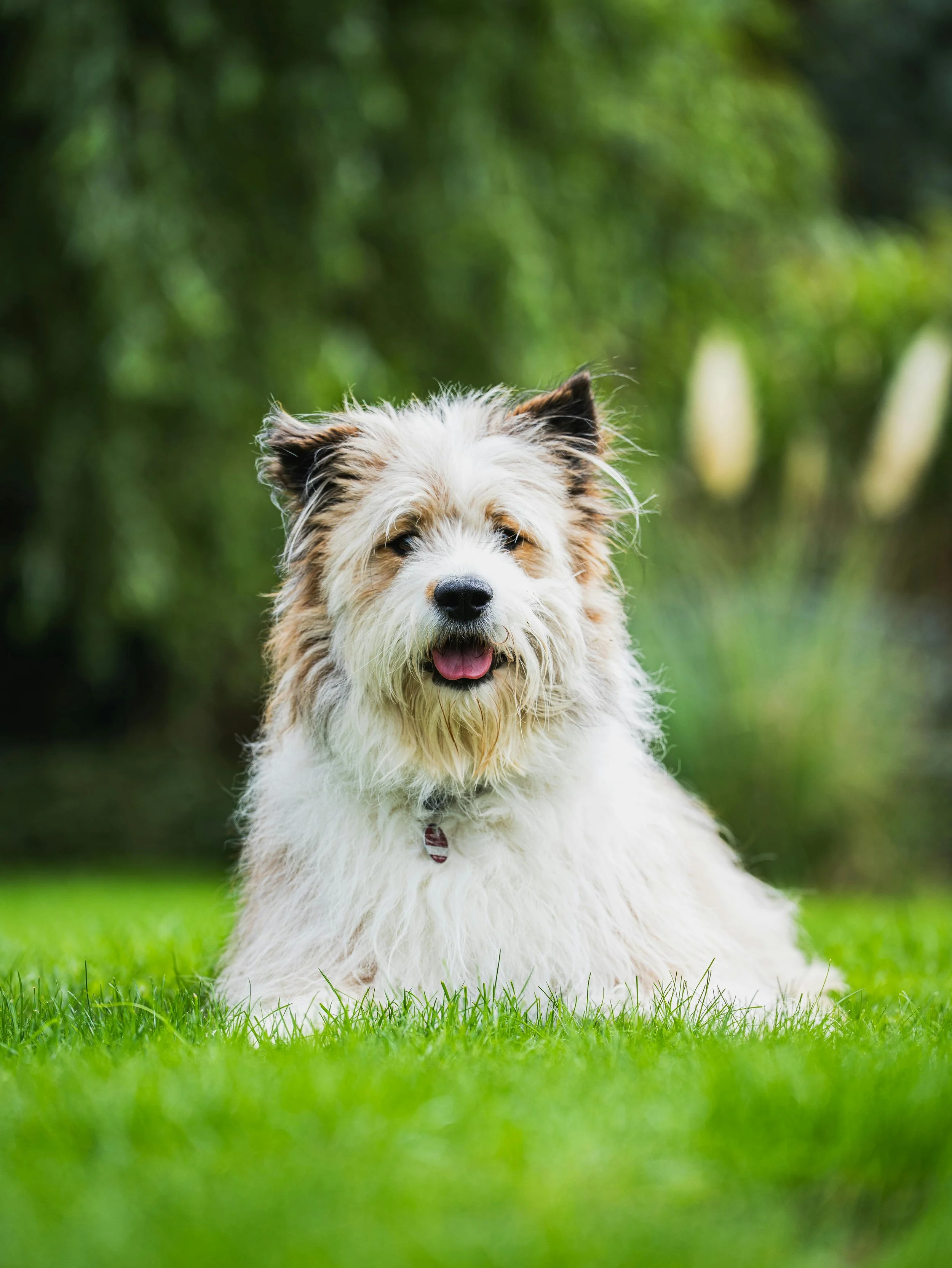 A happy, fluffy white and brown dog lying on green grass in a park with blurred trees in the background.