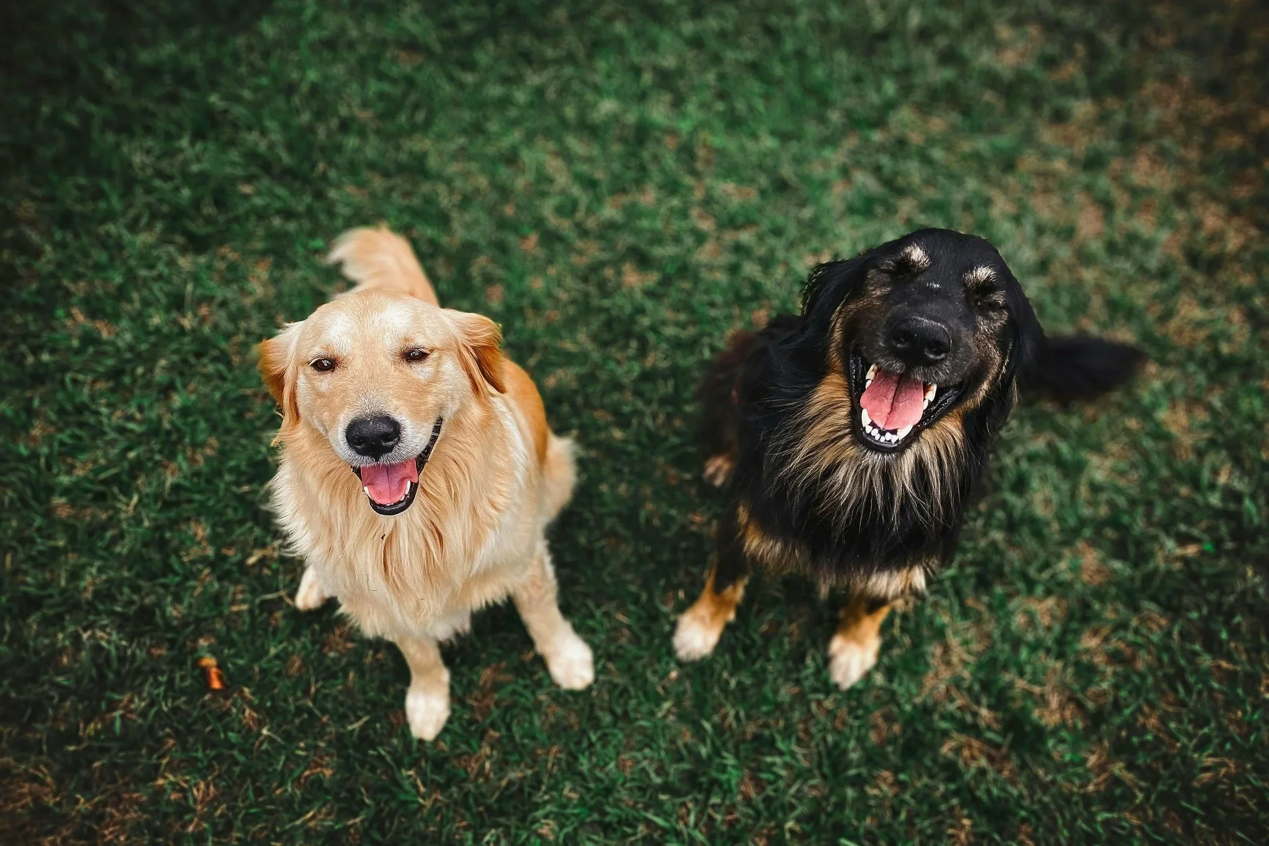 Two dogs smiling while sitting on grass
