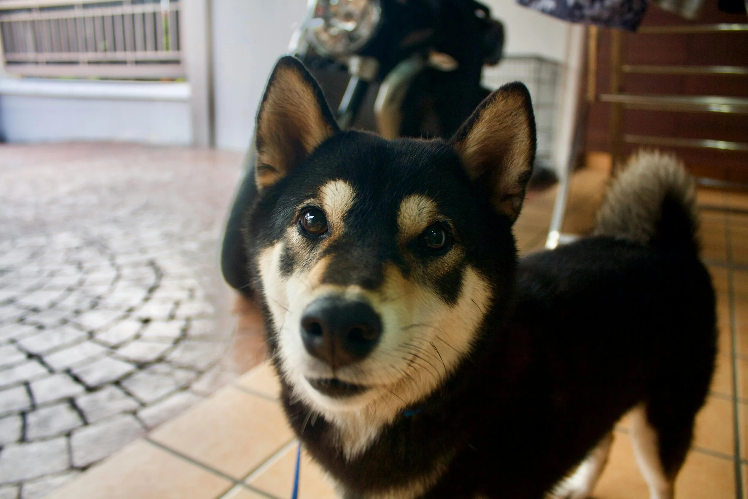 Close-up of a black and tan Siberian Husky puppy looking at the camera indoors, with another black puppy in the background.