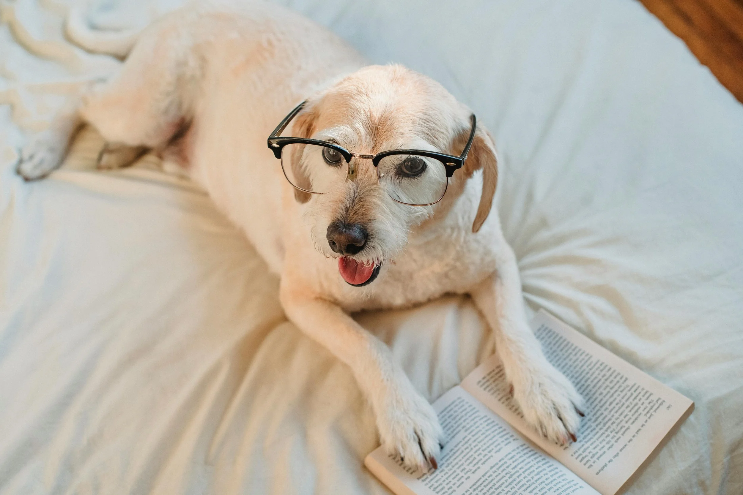 A dog wearing glasses with a book open in front of it, sitting on a bed with white sheets.