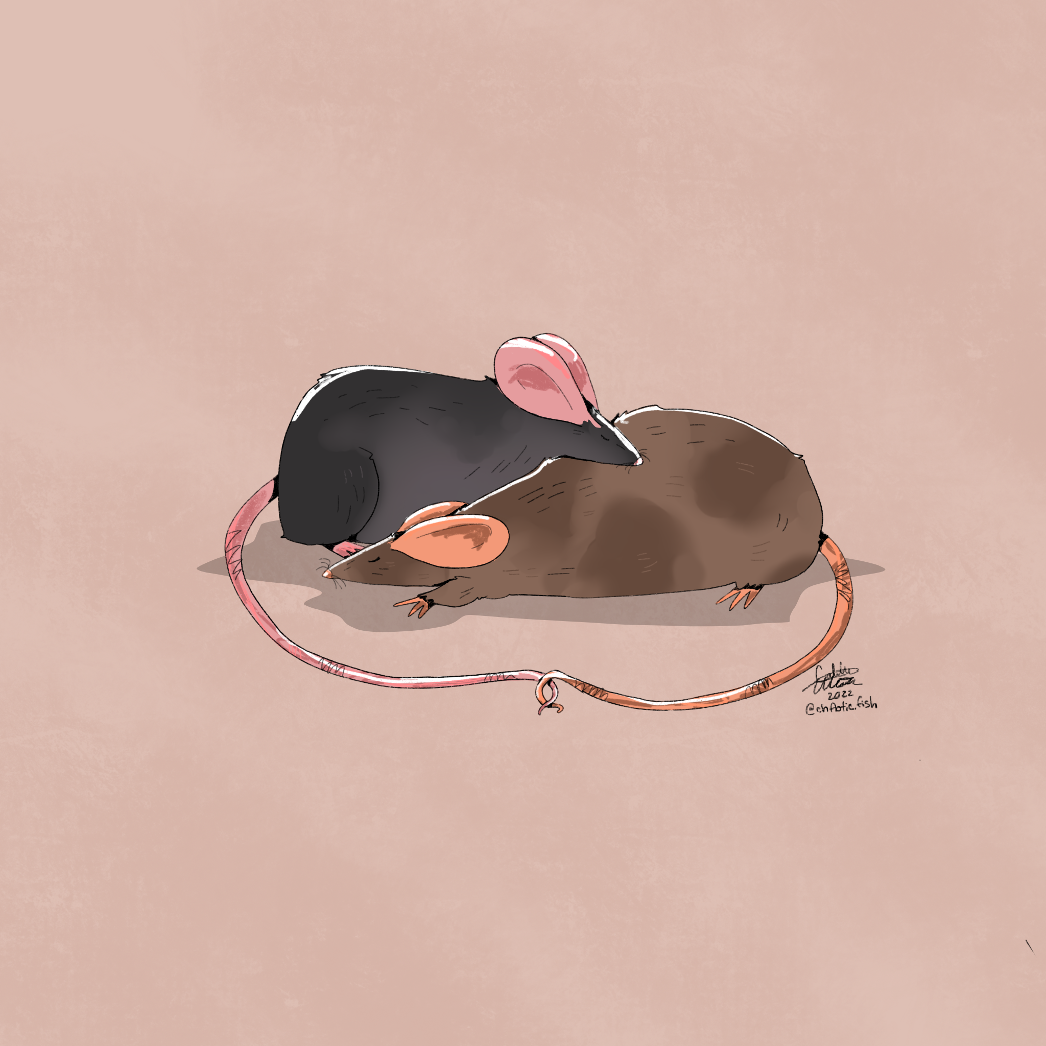 cuddle_rat.PNG
