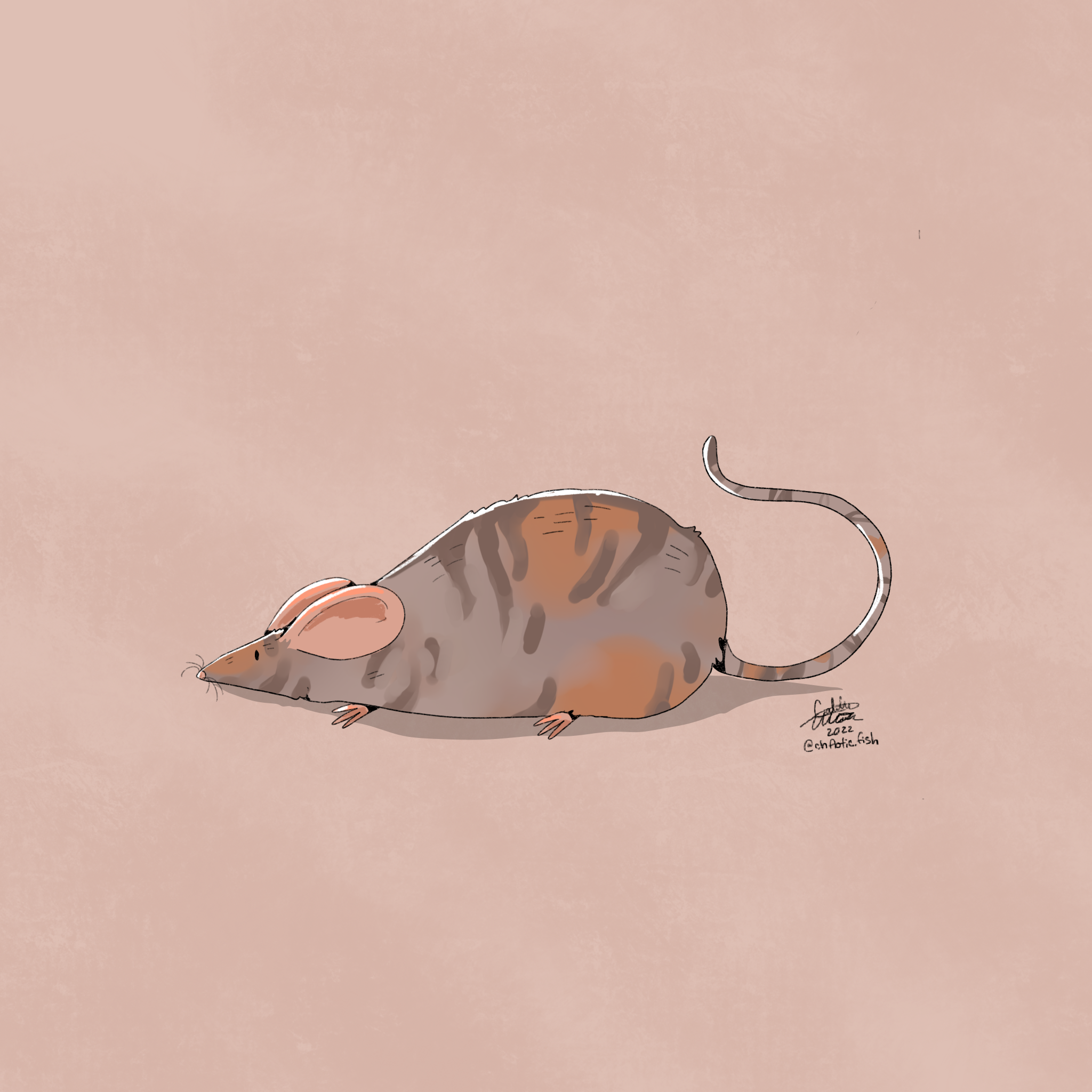 tabby_rat 2.PNG