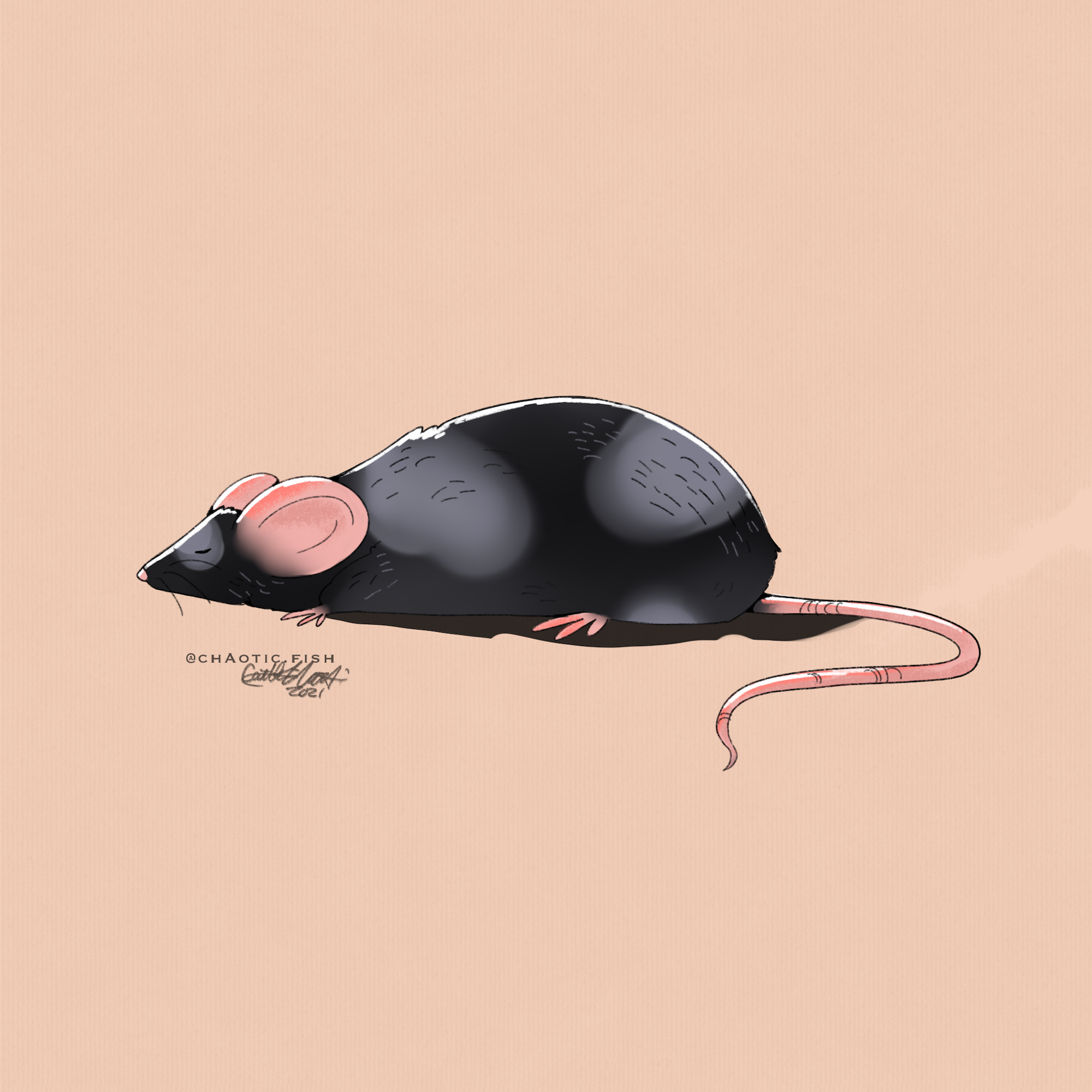 flat_rat_X copy.png