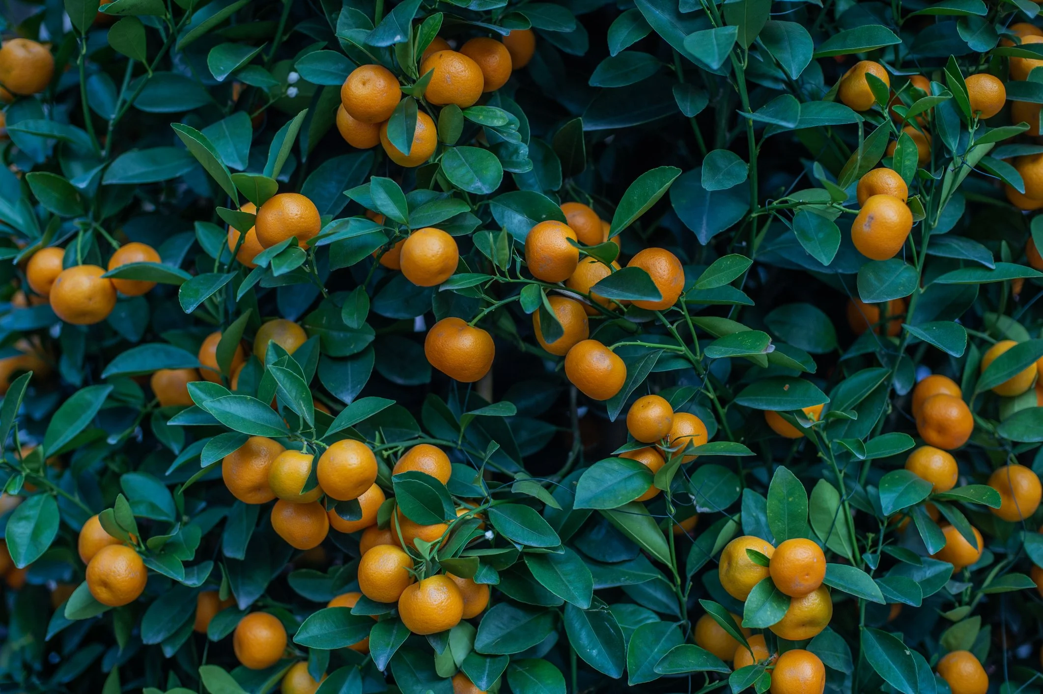 Orange fruits on a leafy green citrus tree.