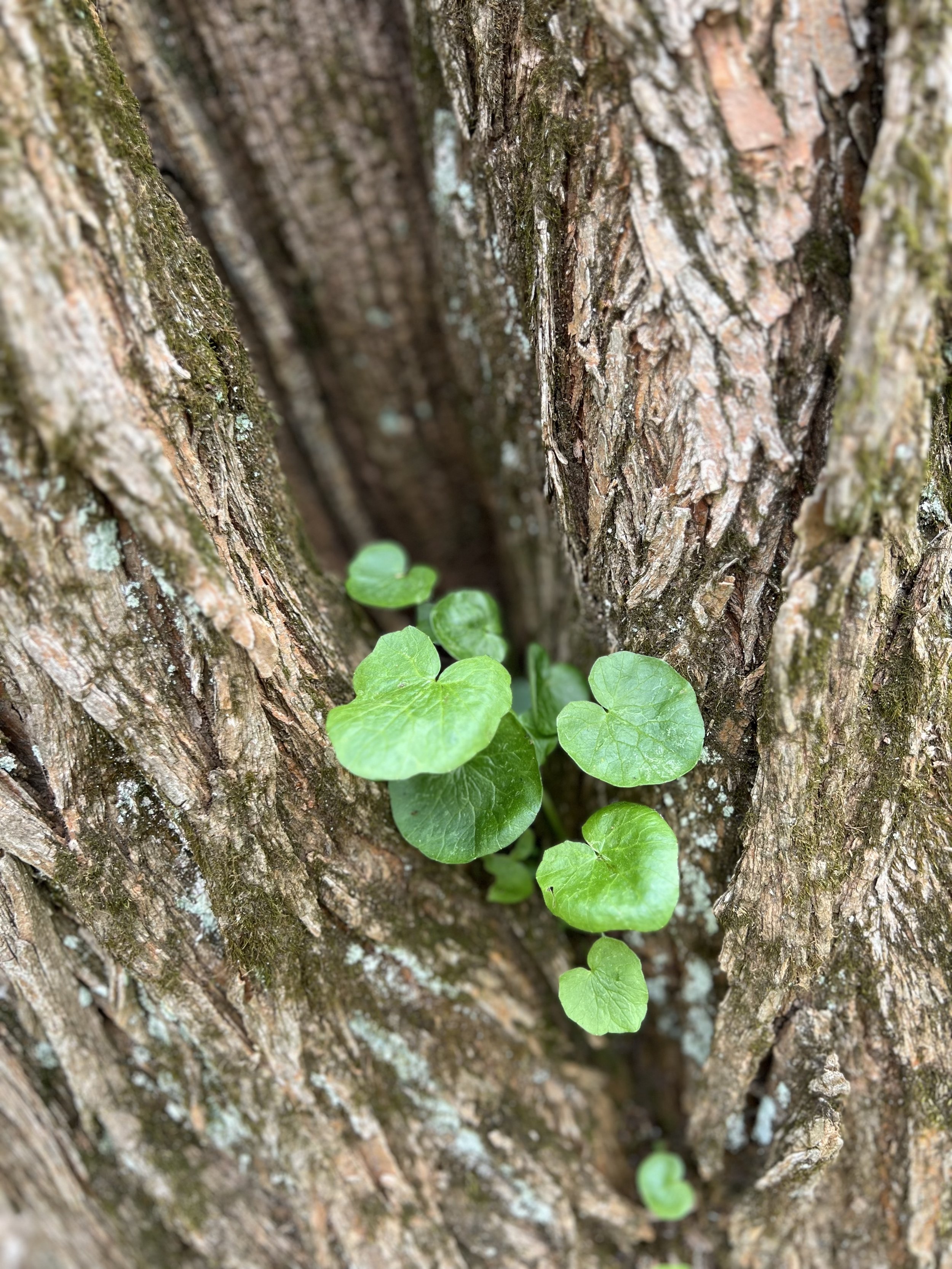 Close-up of tree bark with green ivy leaves growing in the crevice.