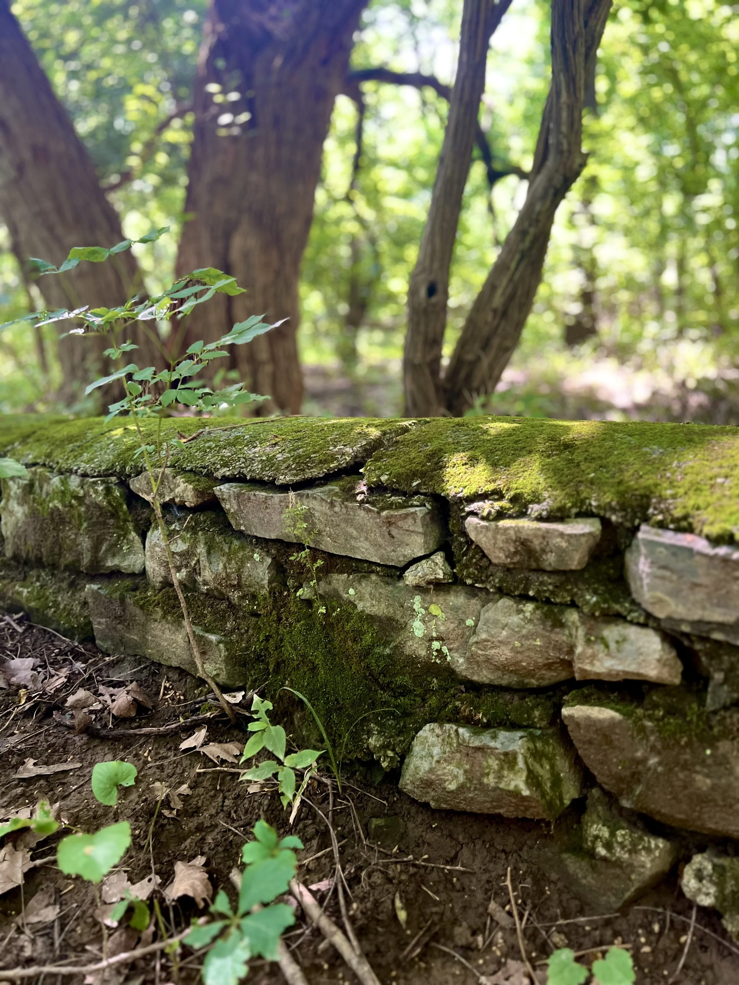 Close-up of a moss-covered stone wall with small plants and soil in front, and a blurry background of trees in a forest.