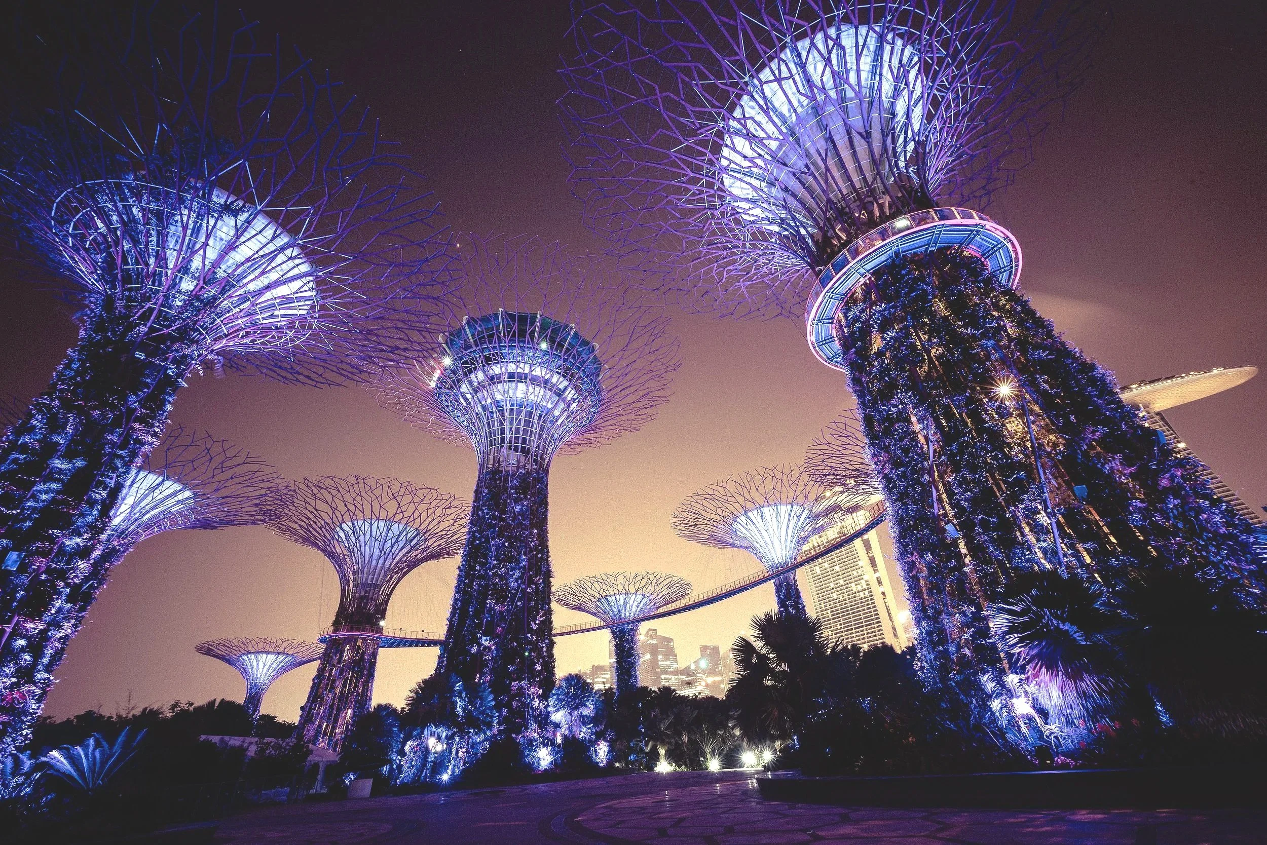 Night view of the Supertree Grove at Gardens by the Bay in Singapore, illuminated with purple and blue lights.