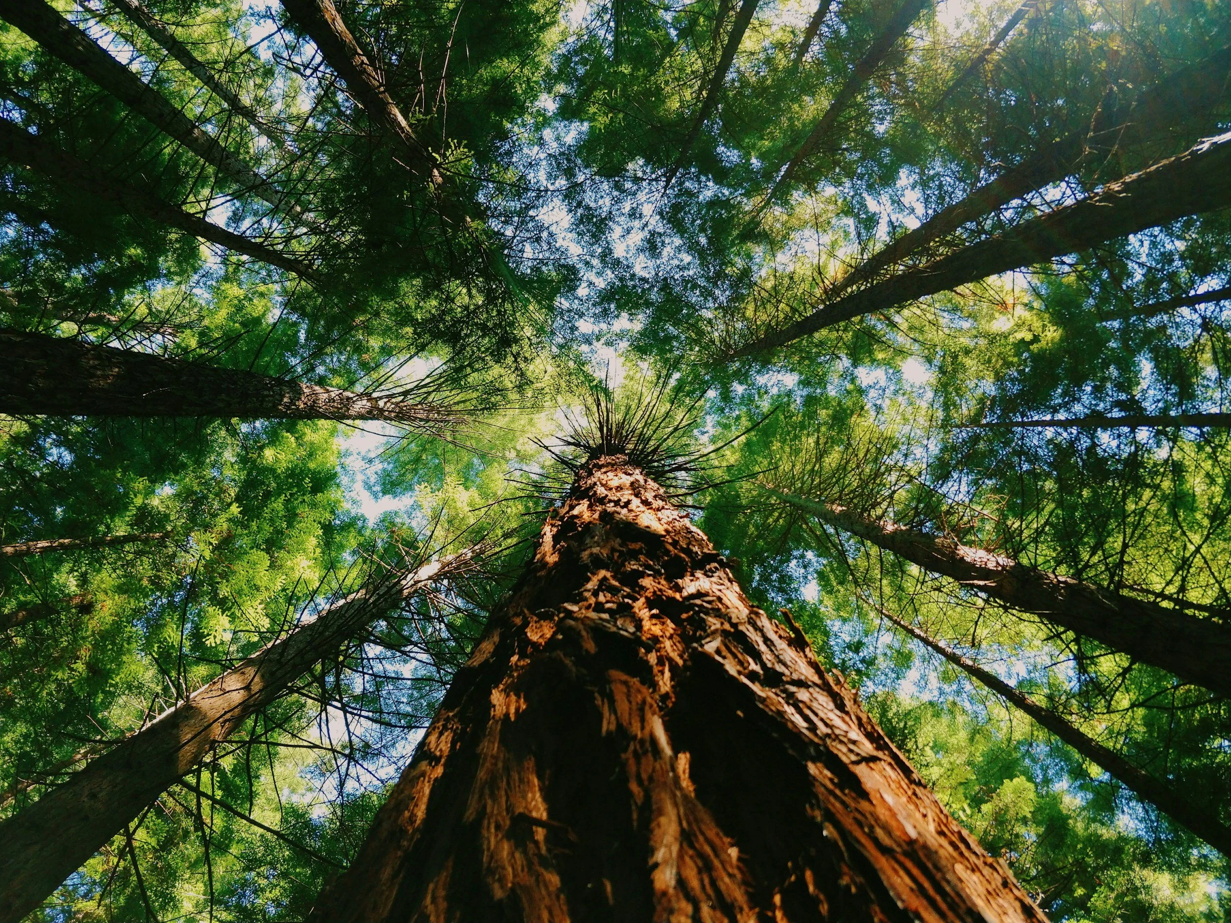Looking up at tall trees in a dense forest with green leaves and sunlight filtering through