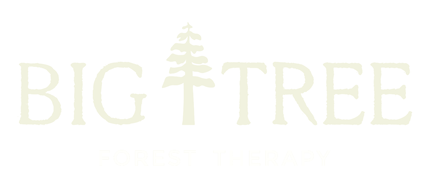 Big Tree Forest Therapy | Forest Bathing and Therapy in the Fraser Valley