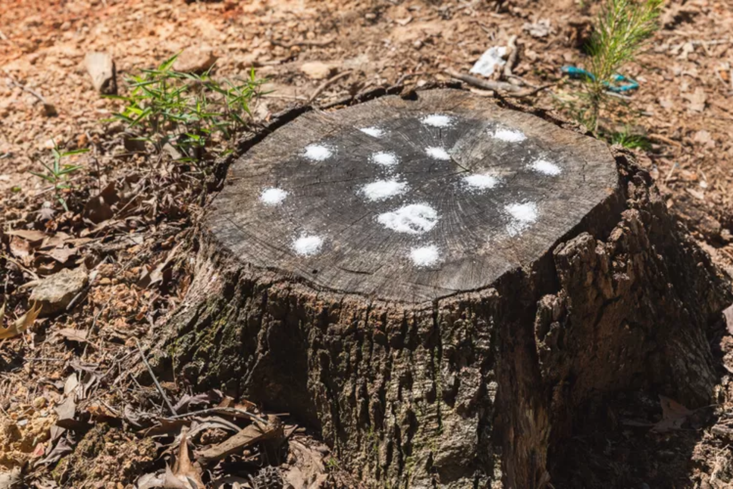How to Remove a Tree Stump Yourself (Alternative DIY Methods)