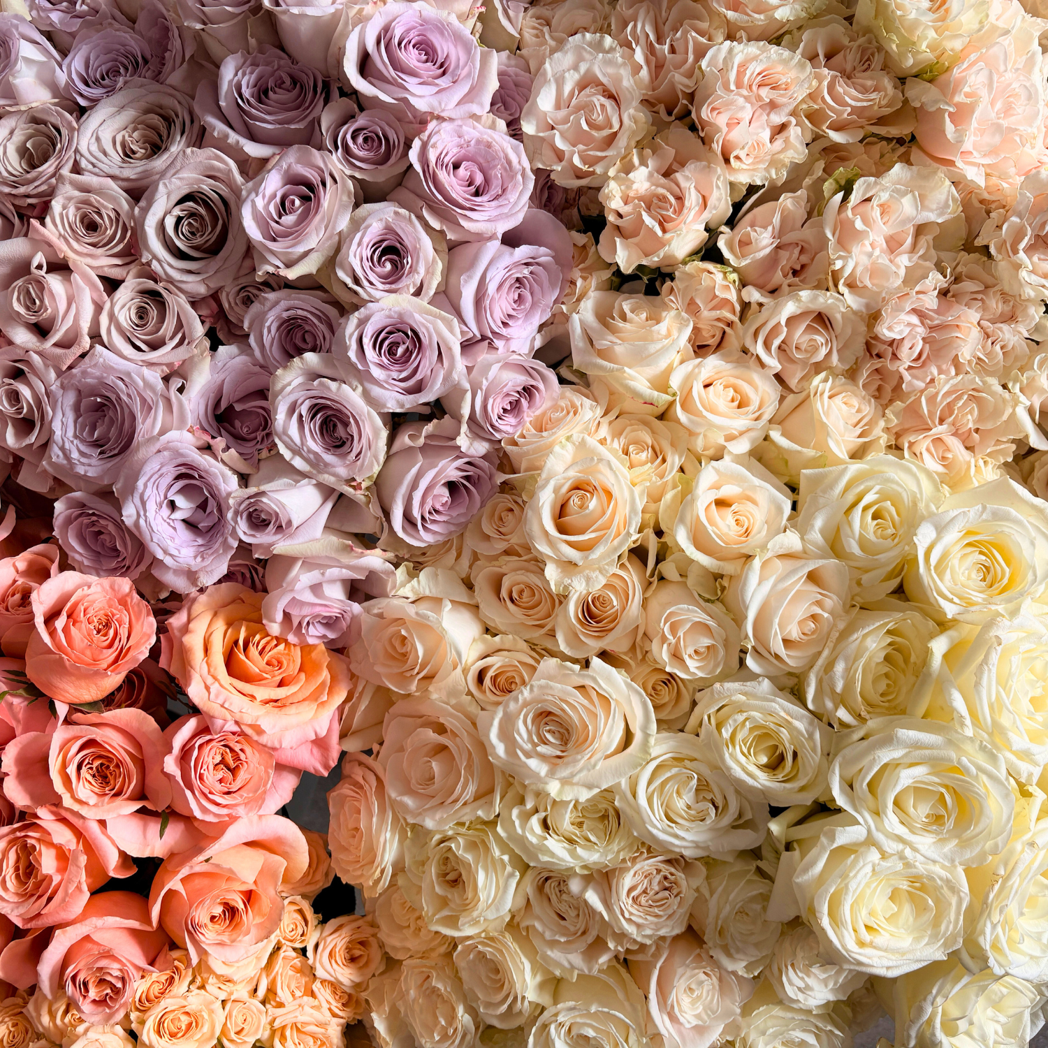Roses You Can Trust