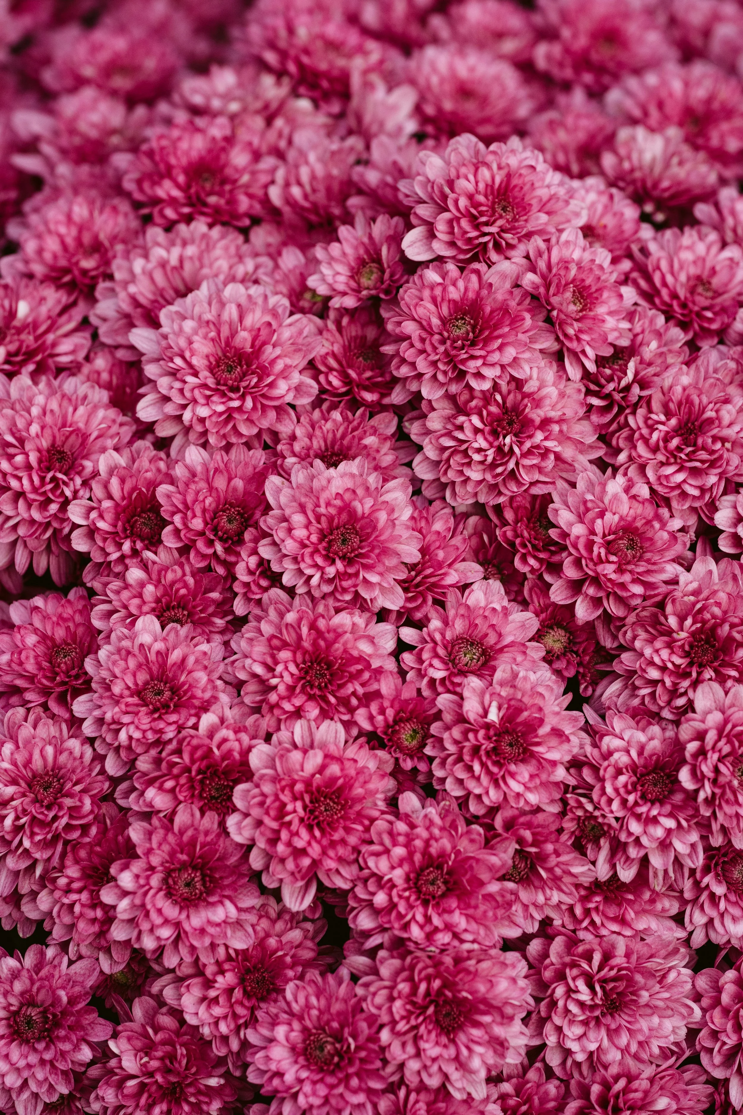 Chrysanthemums
