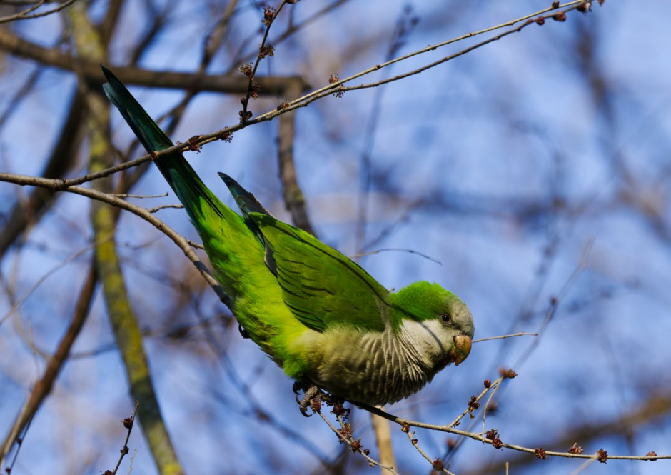 Monk Parrot