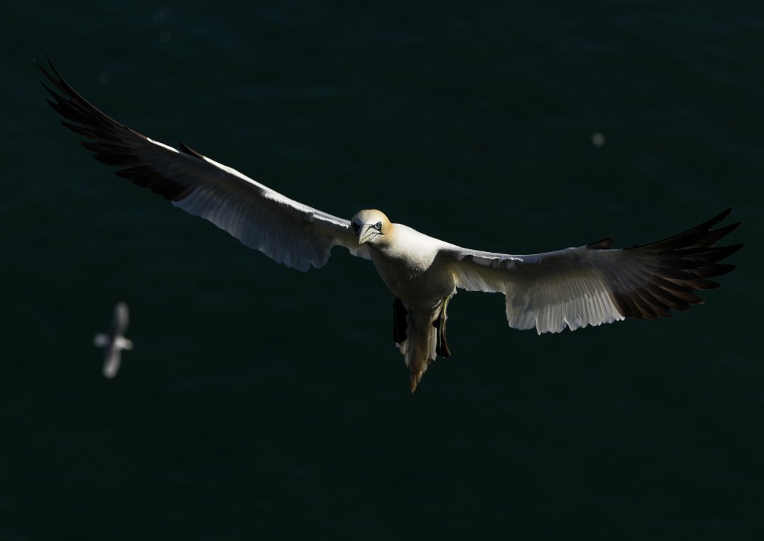 North Atlantic Gannet