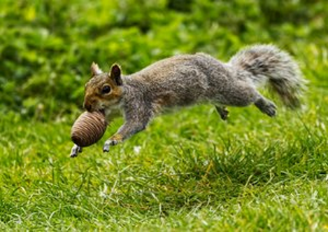 image_2026-05-17_133816504.png