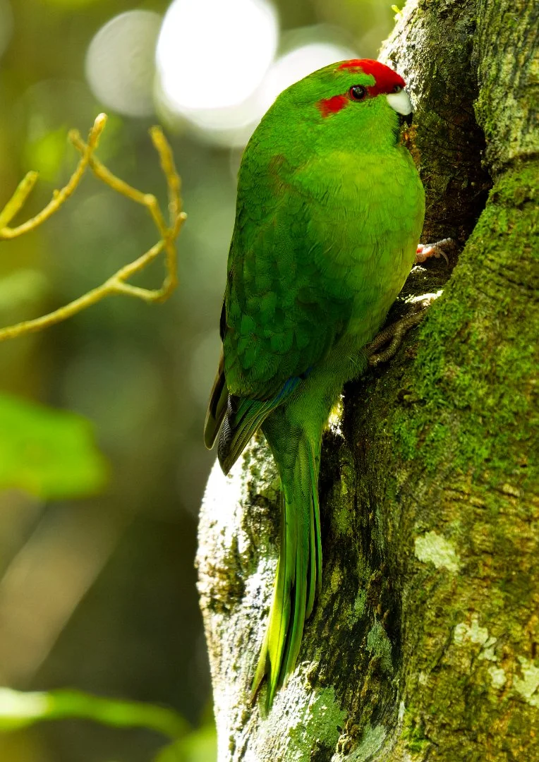 Three Nights in a Wildlife Sanctuary: A Photographic Journey to Tiritiri Matangi Island
