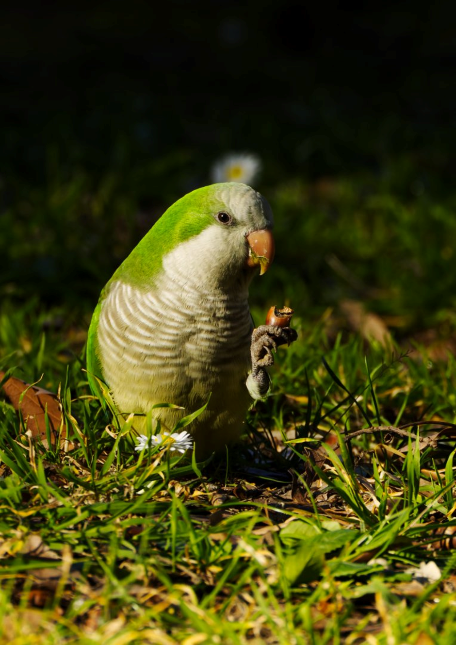 Monk Parrot