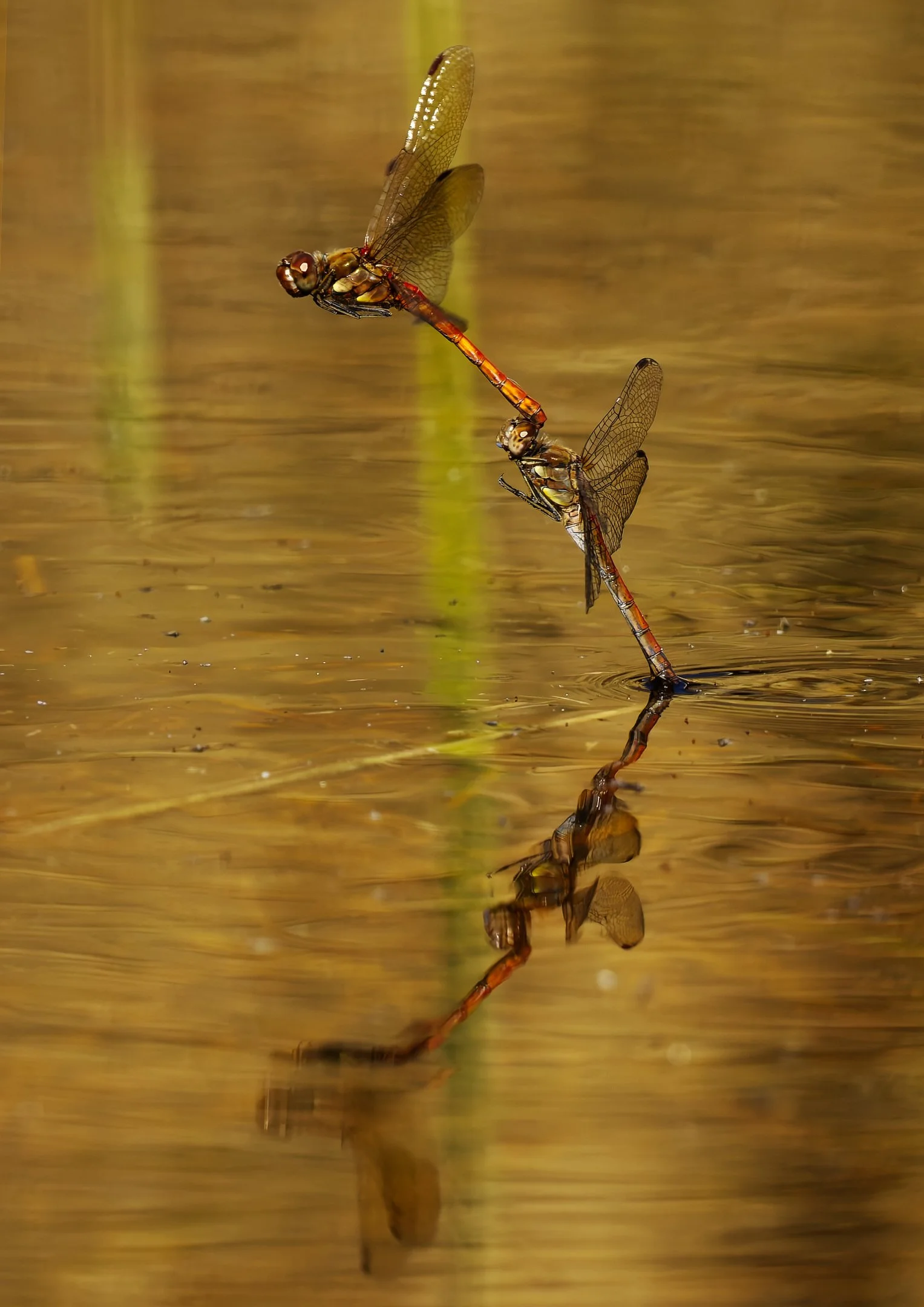Ruddy Darter Male & Female