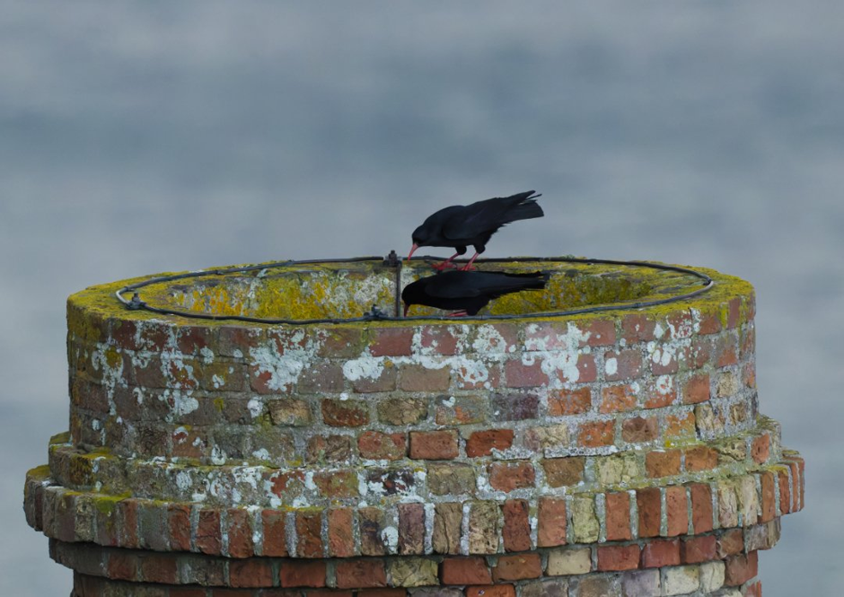 Pair of Choughs considering Wheal Coates as a nest site