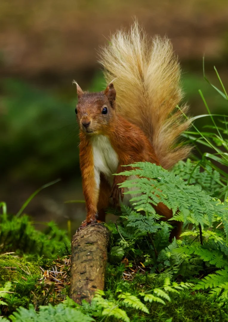 Red Squirrel