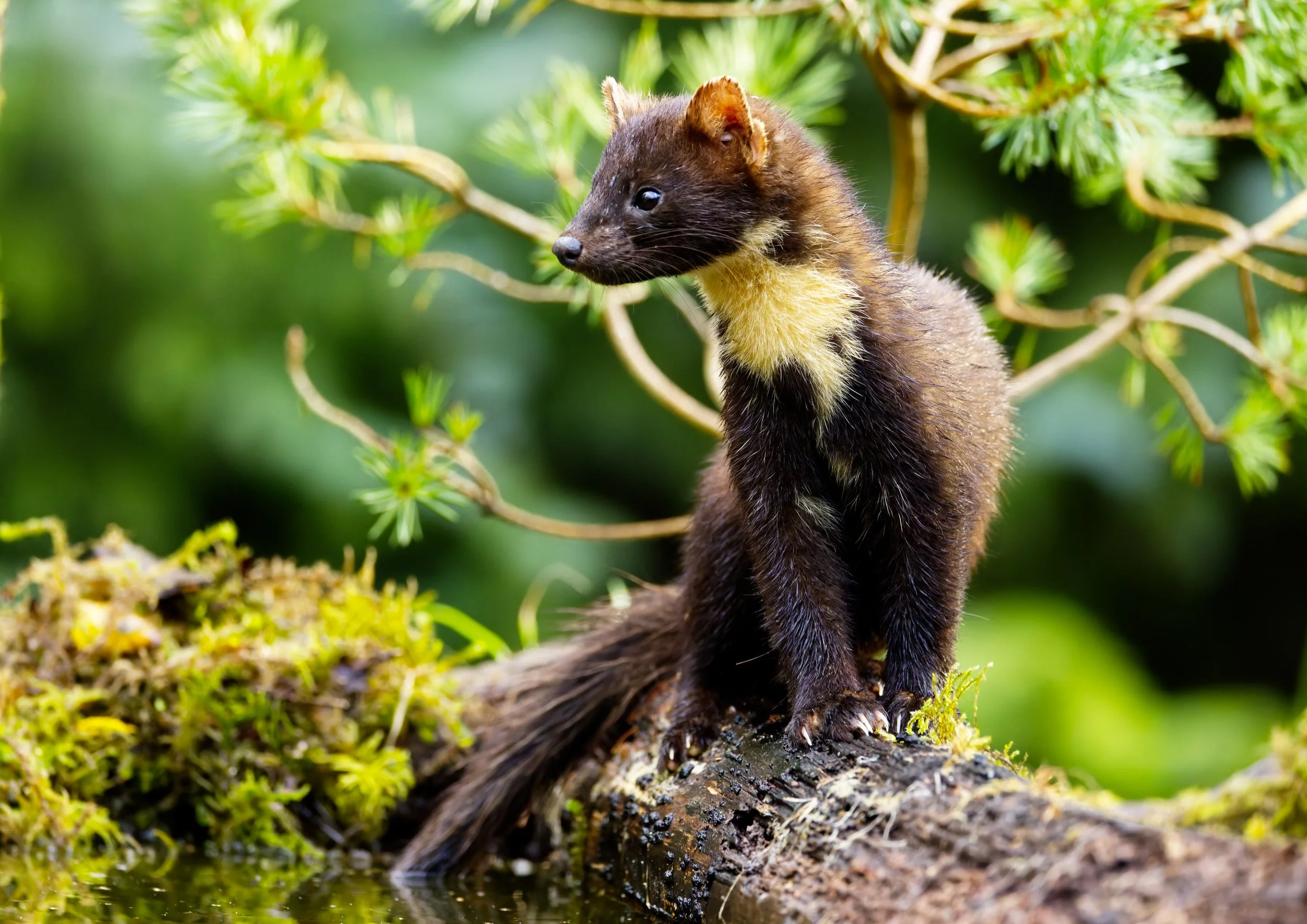 European Pine Marten
