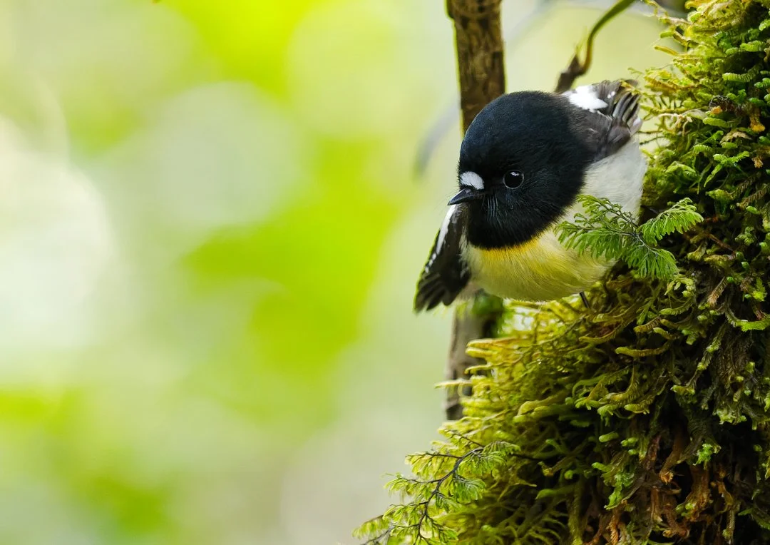 Miromiro - Tomtit