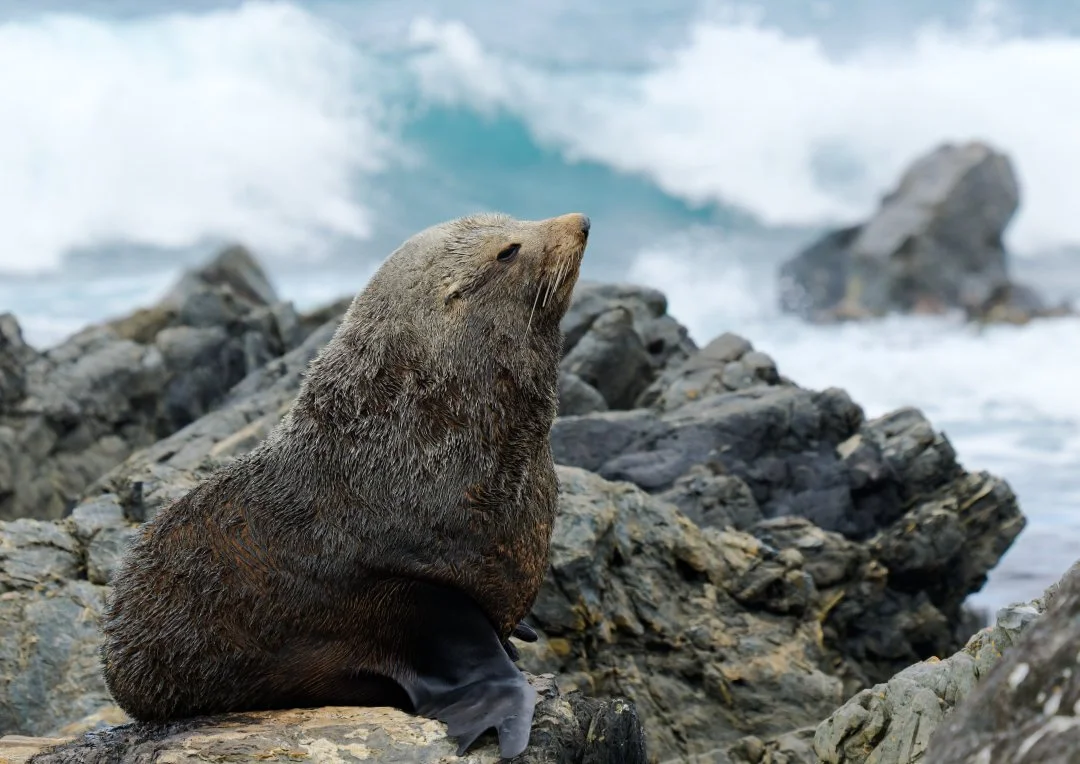 Kekeno - NZ Fur Seal (M)