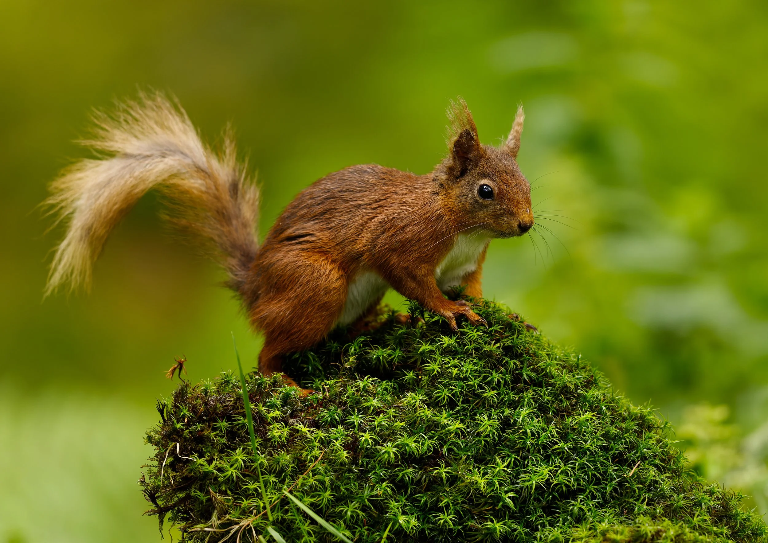Eurasian Red Squirrel