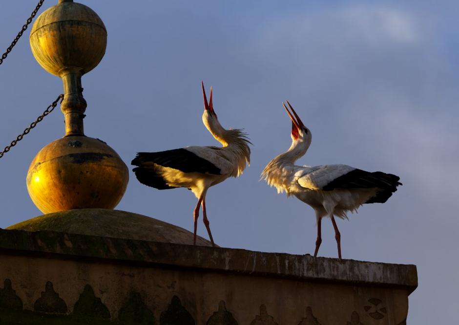 Courting Storks - Fez