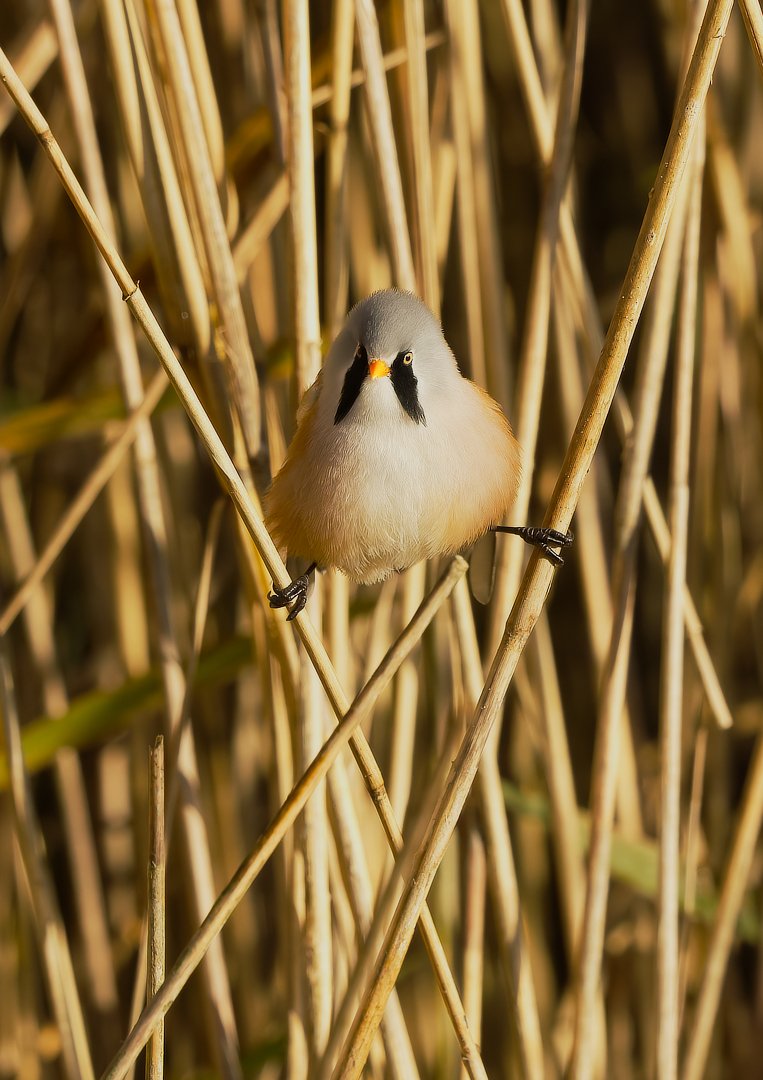 A bearded reedling in 'Van Dam pose' on dry reeds in a marshy area.