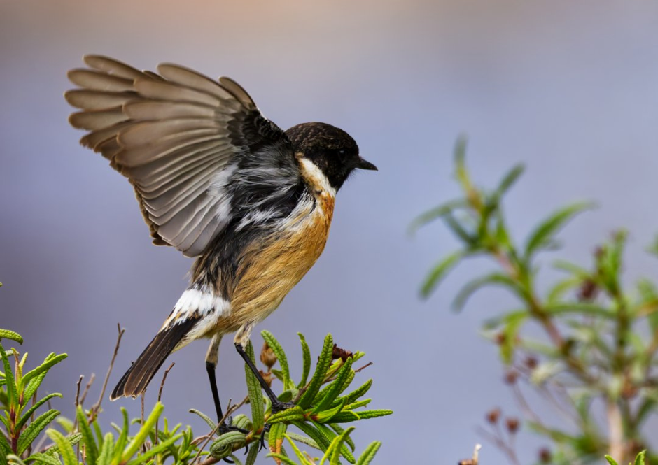 Male Stonechat