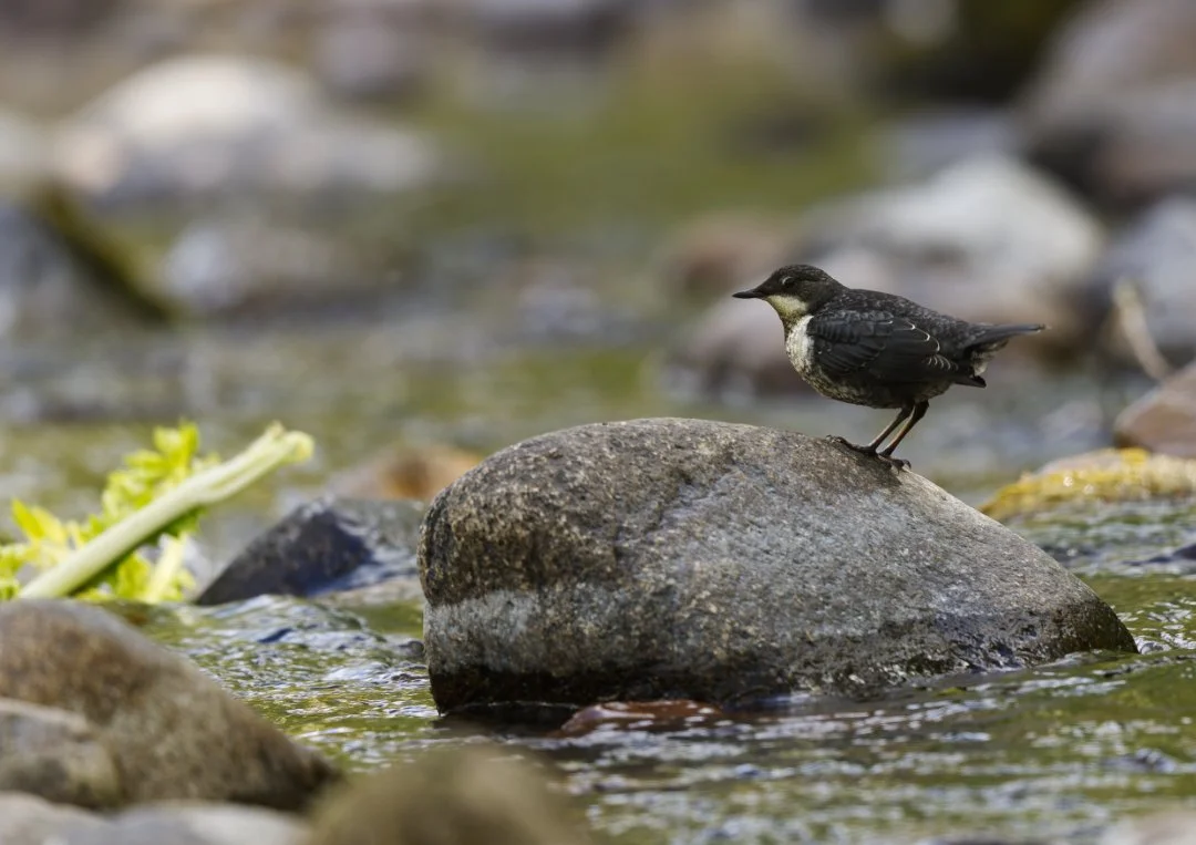 Juvenile Dipper