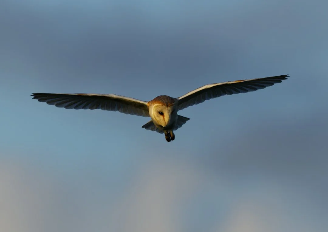 Barn Owl at Sunrise